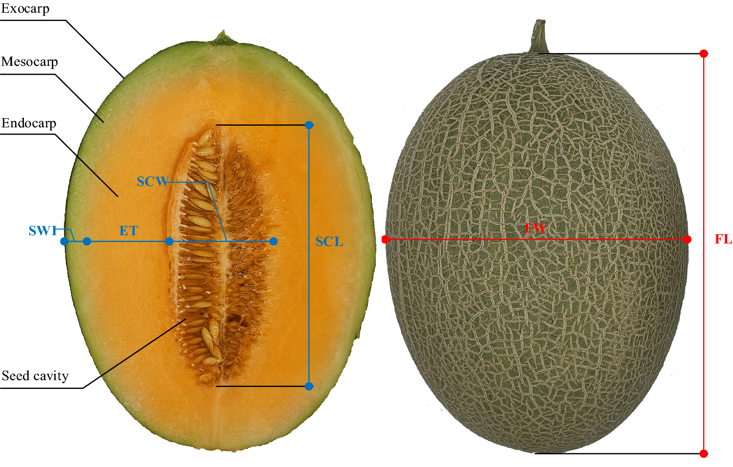 Weights and Processed Yields of Fruits and Vegetables