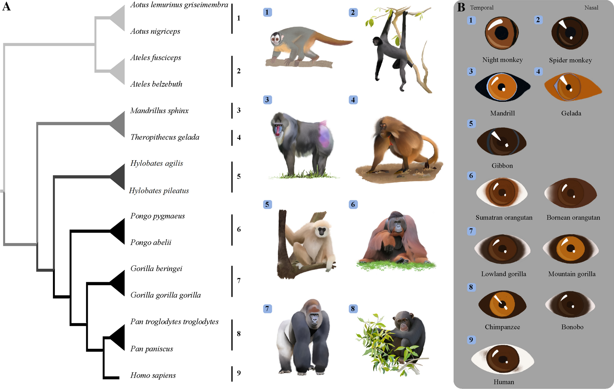 Ecological factors are likely drivers of eye shape and colour pattern variations across anthropoid primates Scientific Reports