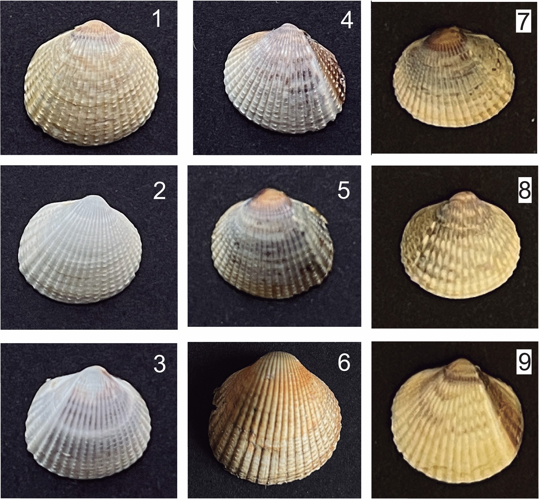 The first high-density genetic map of common cockle (Cerastoderma edule) reveals a major QTL controlling shell color variation Scientific Reports