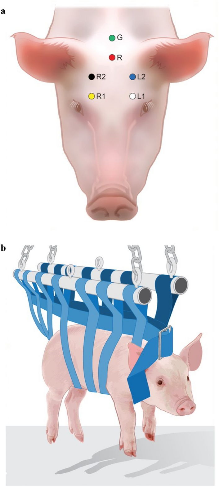 Description of electroencephalographic data gathered using water-based  medium-expansion foam as a depopulation method for nursery pigs |  Scientific Reports