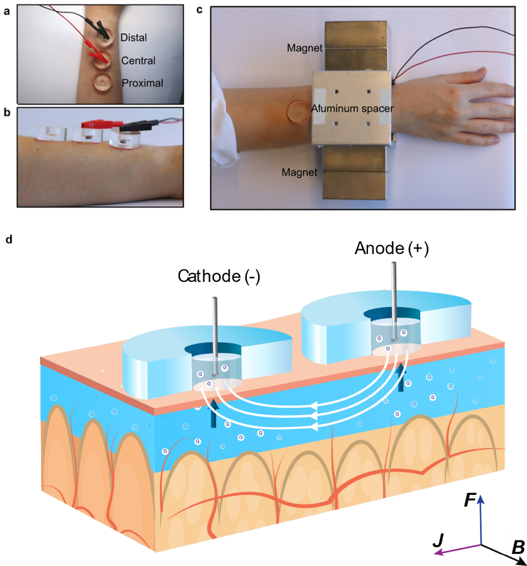 Pilot study in human healthy volunteers on the use of magnetohydrodynamics  in needle-free continuous glucose monitoring | Scientific Reports