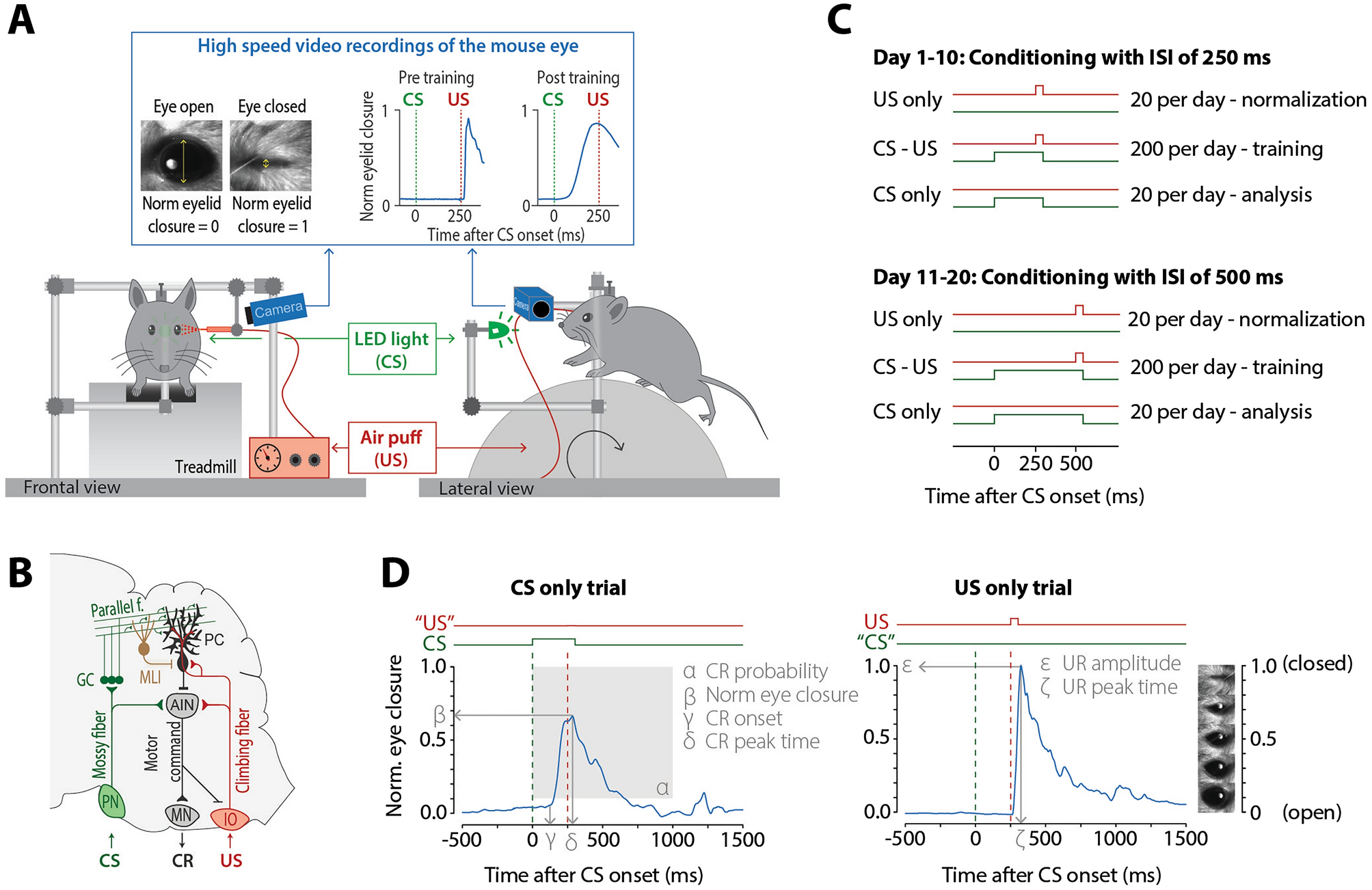 Cerebellum-dependent associative learning is not impaired in a mouse model  of neurofibromatosis type 1 | Scientific Reports