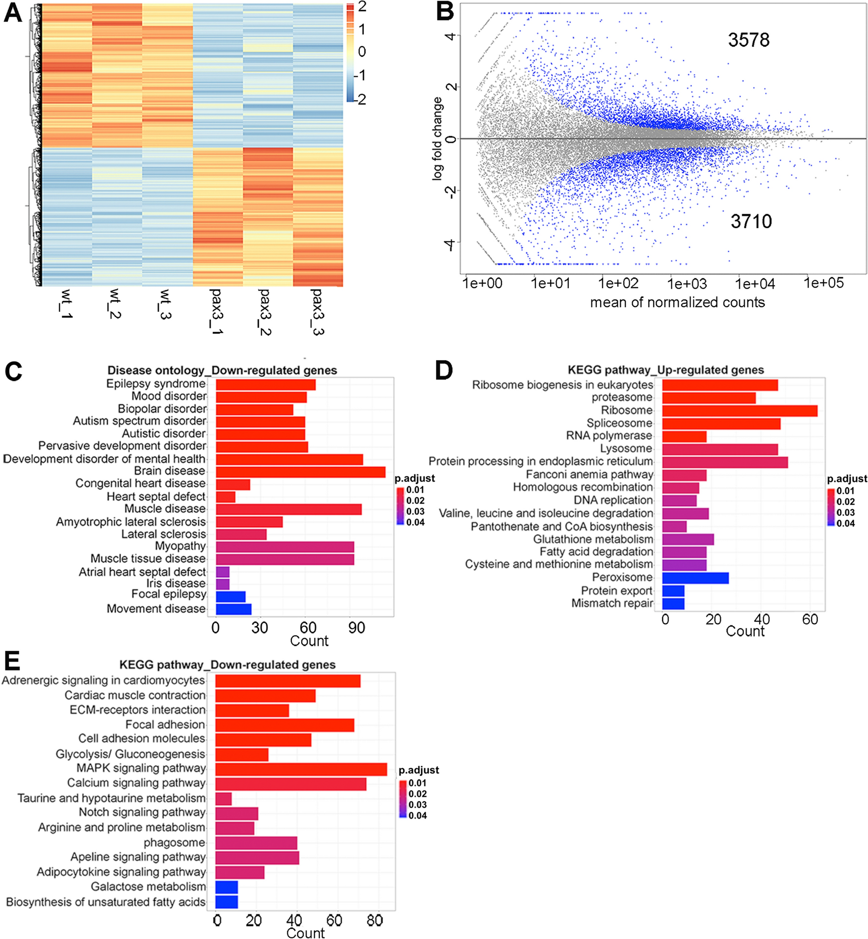 Pax3 loss of function delays tumour progression in kRAS-induced zebrafish  rhabdomyosarcoma models | Scientific Reports