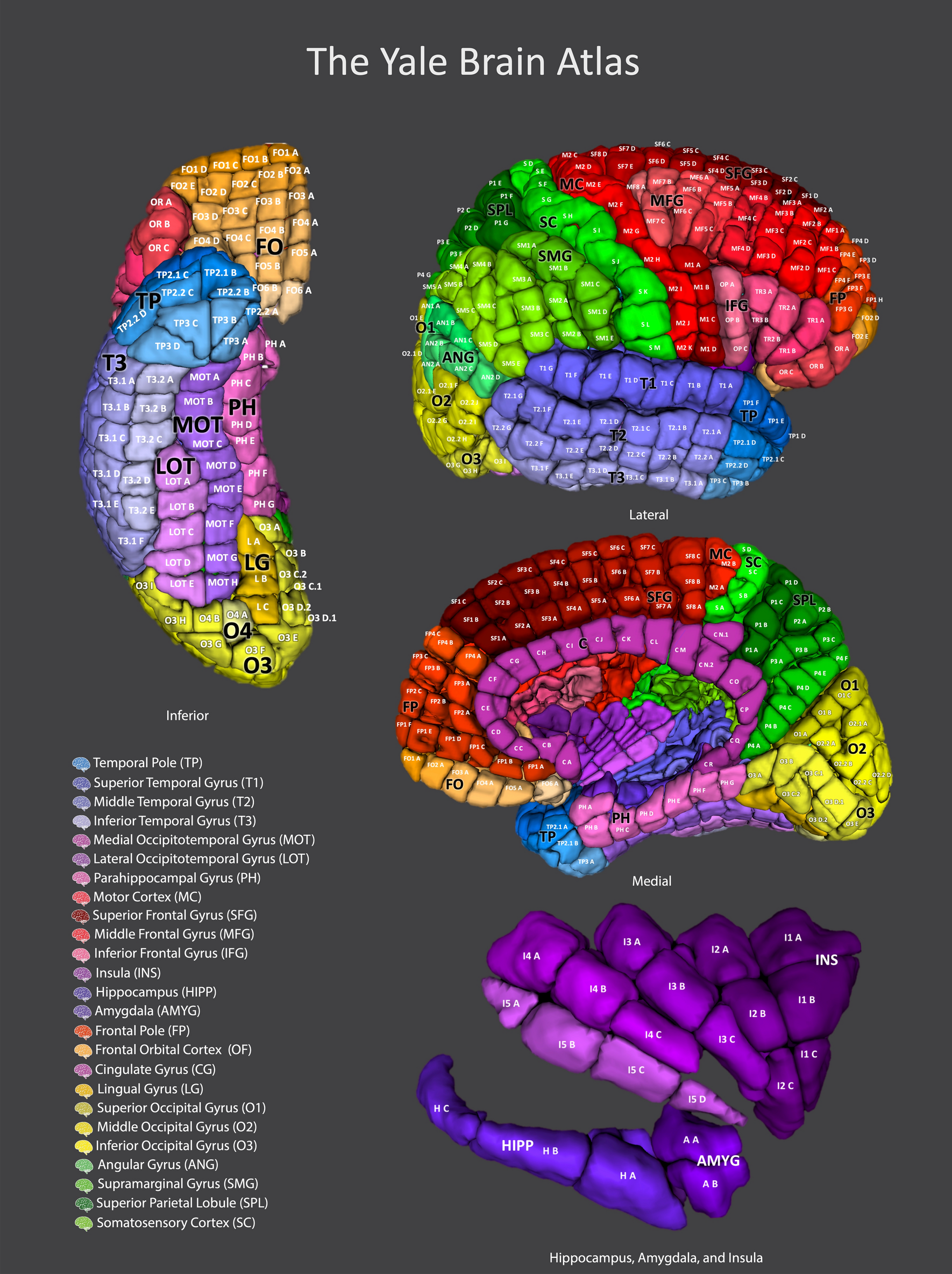 MICrONS Explorer: A virtual observatory of the cortex - The BRAIN