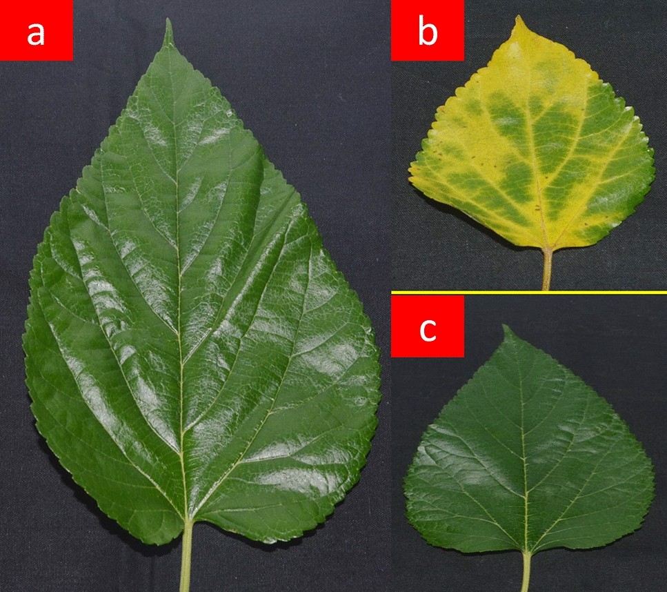 Transcriptome analysis of mulberry (Morus alba L.) leaves to