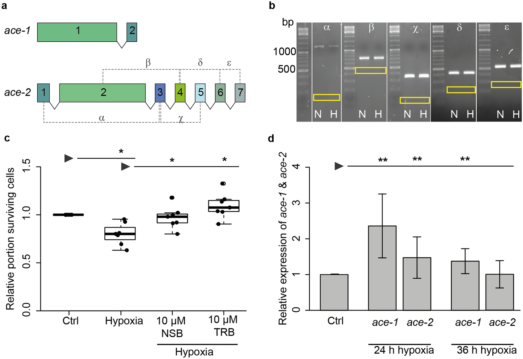 Protection of insect neurons by erythropoietin/CRLF3-mediated regulation of pro-apoptotic acetylcholinesterase | Scientific Reports protection-of-insect-neurons-by-erythropoietin-crlf3-mediated-regulation-of-pro-apoptotic-acetylcholinesterase-scientific-reports