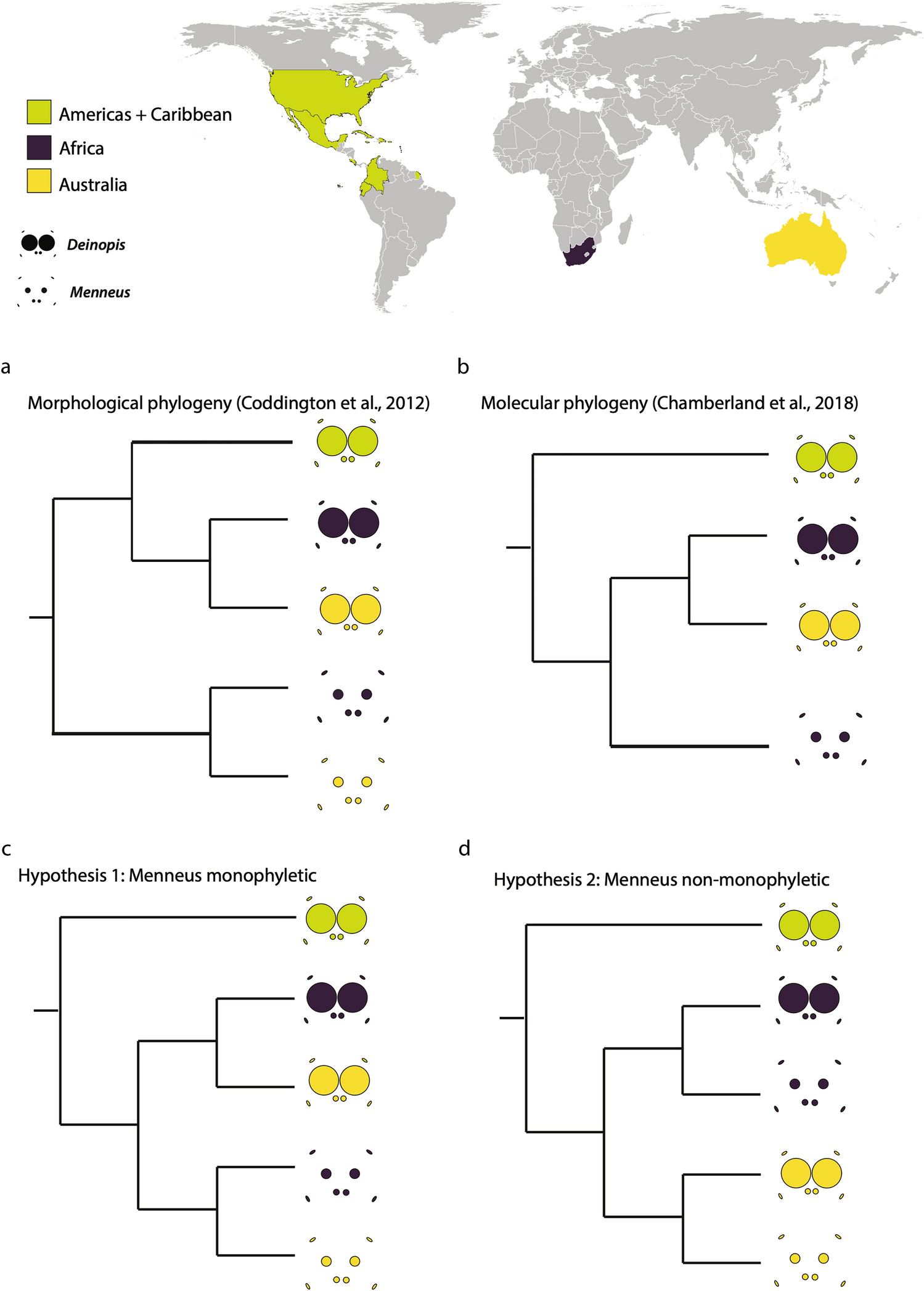 Biogeography and eye size evolution of the ogre-faced spiders | Scientific  Reports