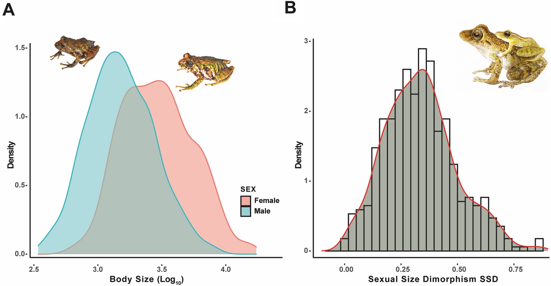 Ecological and evolutionary trends of body size in Pristimantis frogs, the  world's most diverse vertebrate genus | Scientific Reports