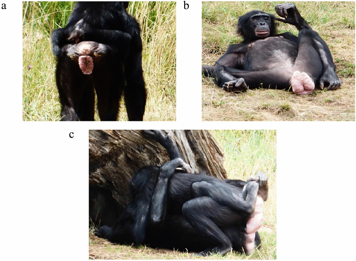 Female bonobos show social swelling by synchronizing their maximum