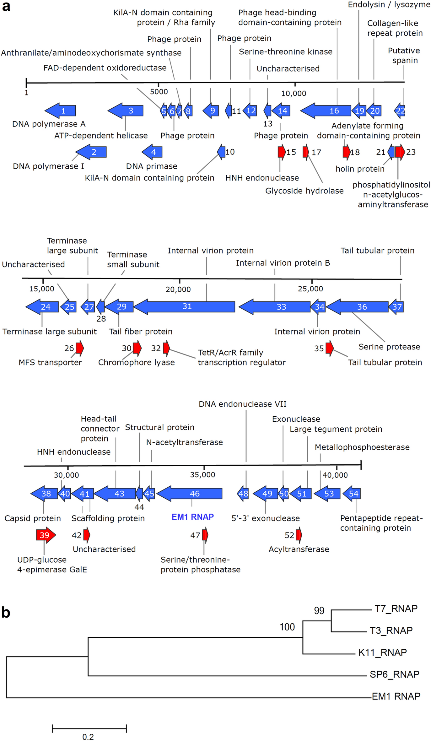 A novel metagenome-derived viral RNA polymerase and its application in a  cell-free expression system for metagenome screening | Scientific Reports