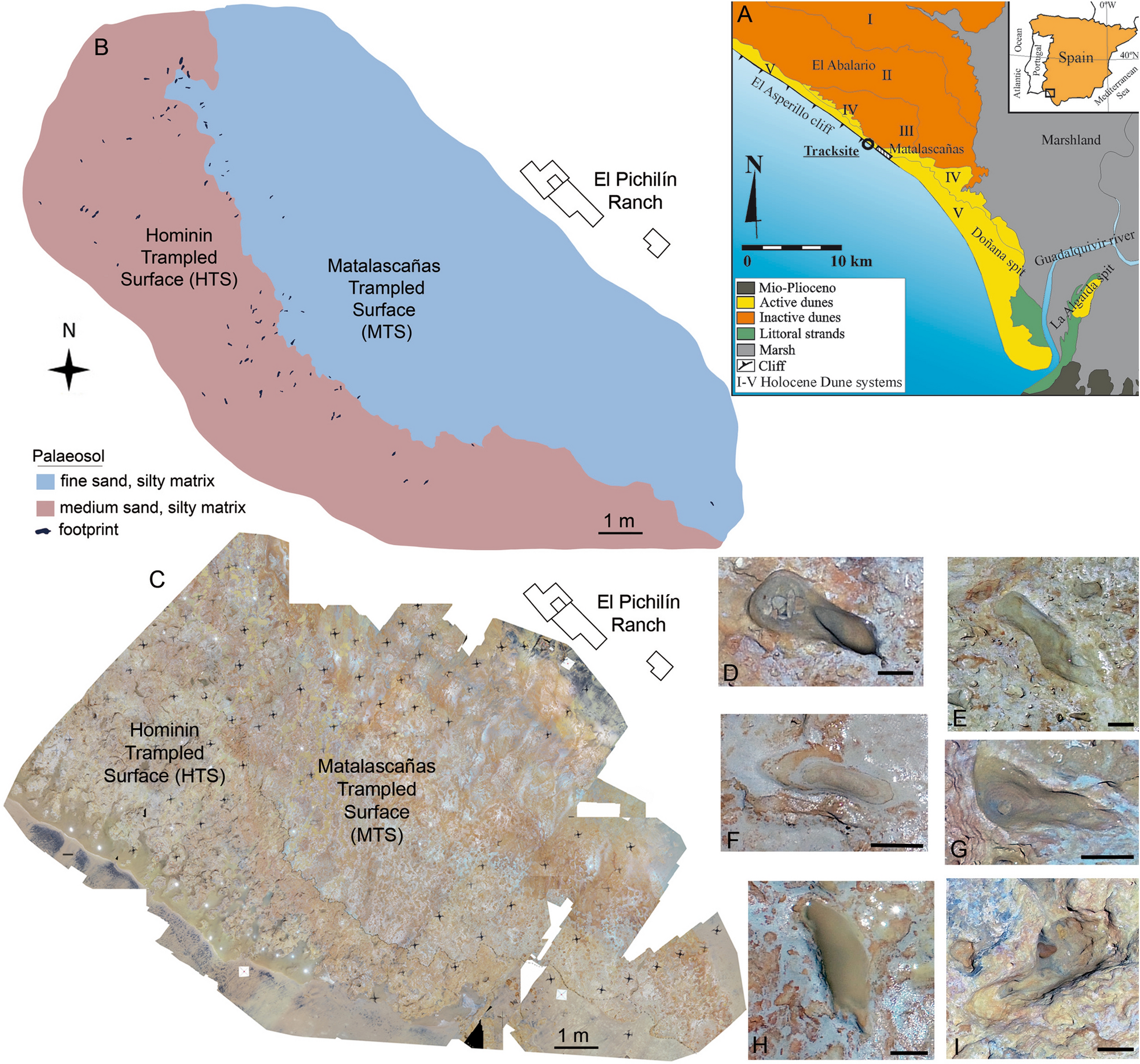 New dating of the Matalascañas footprints provides new evidence of the  Middle Pleistocene (MIS 9-8) hominin paleoecology in southern Europe |  Scientific Reports