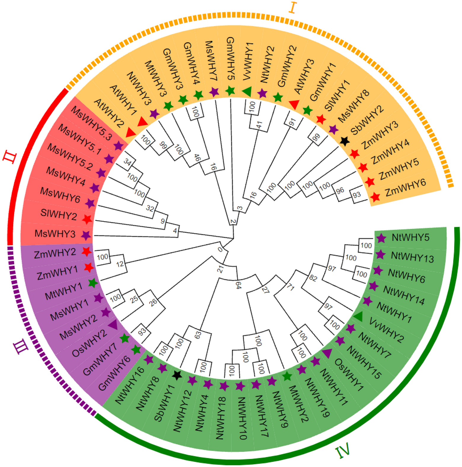 Genome-wide identification, phylogenetic, and expression analysis under  abiotic stress conditions of Whirly (WHY) gene family in Medicago sativa L.  | Scientific Reports