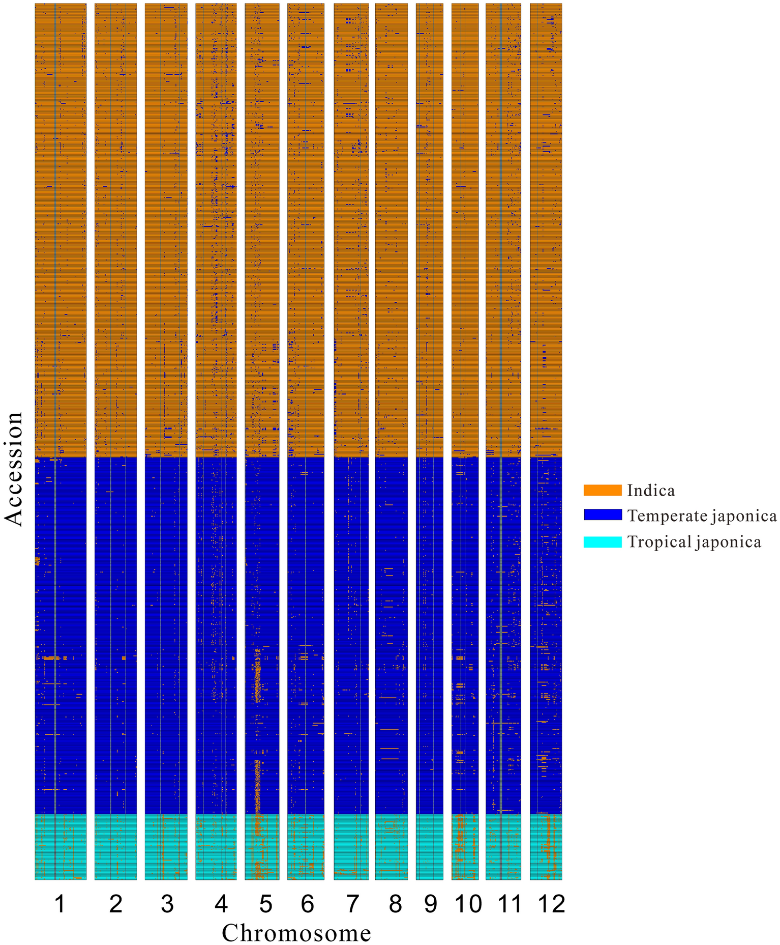 Ancestry blocks for canine chromosome 6. Each horizontal band is an