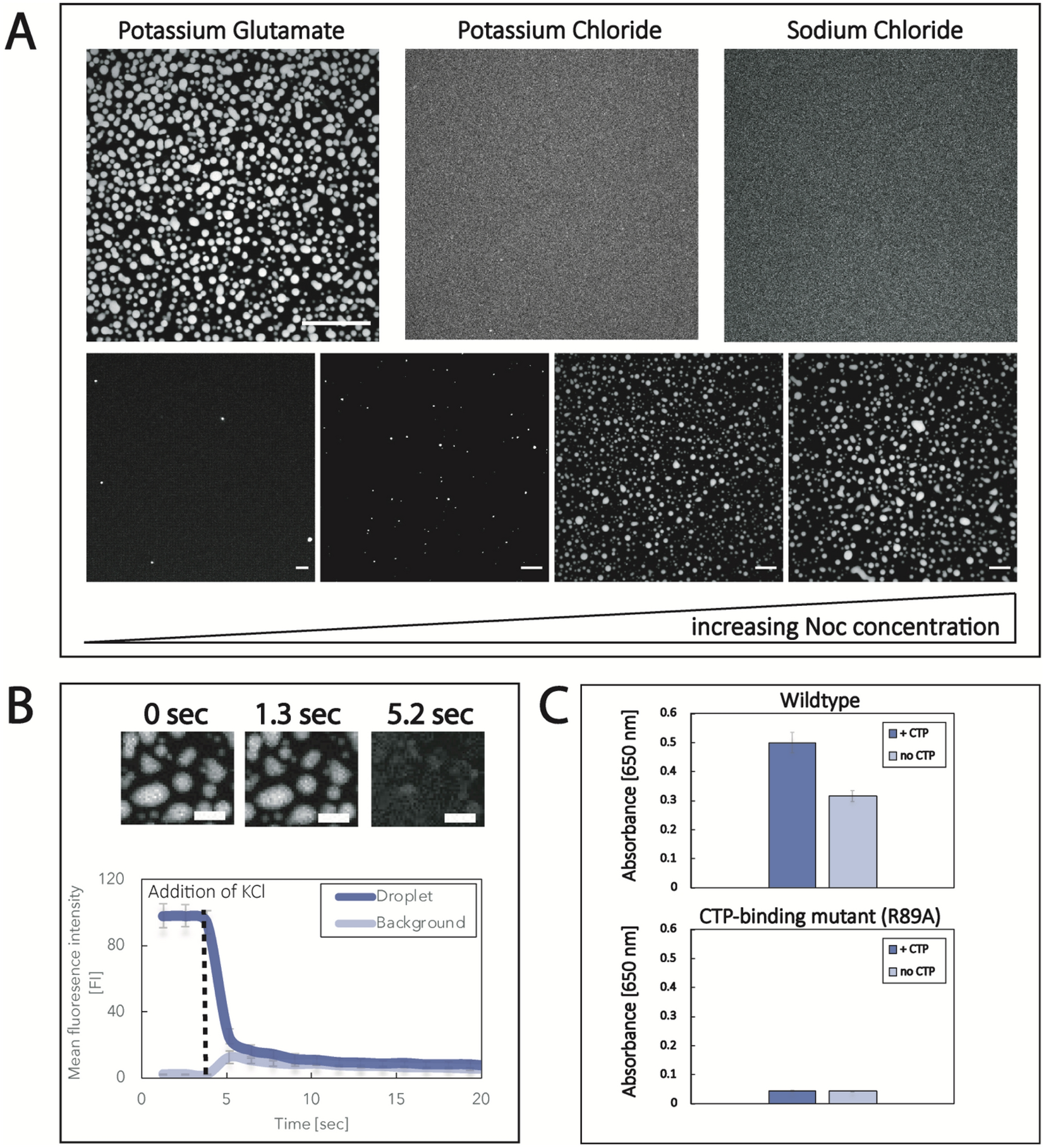 Fatal Centimeter Alarmerende Membrane mediated phase separation of the bacterial nucleoid occlusion  protein Noc | Scientific Reports