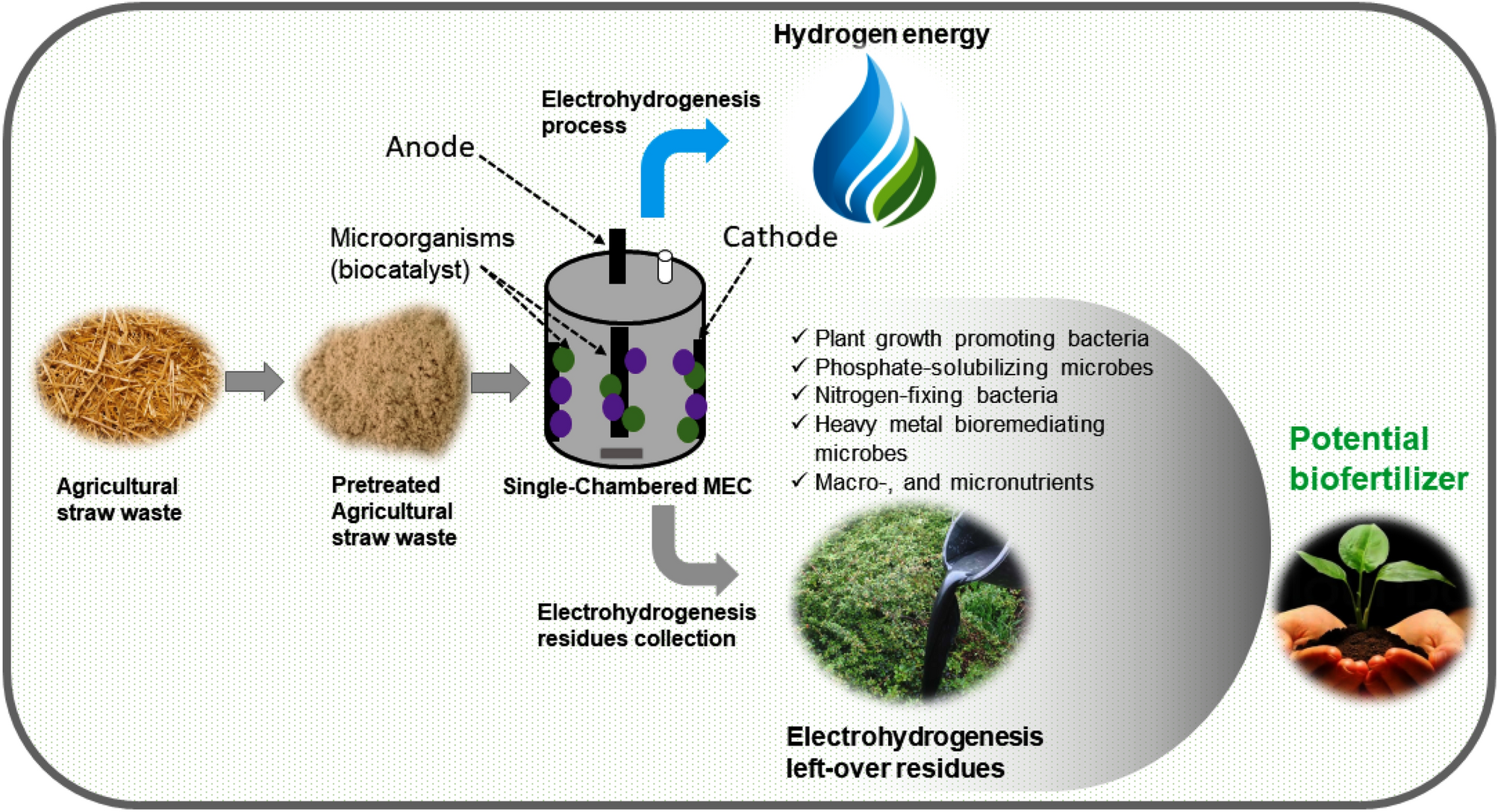 Integrating Biochar, Bacteria, and Plants for Sustainable