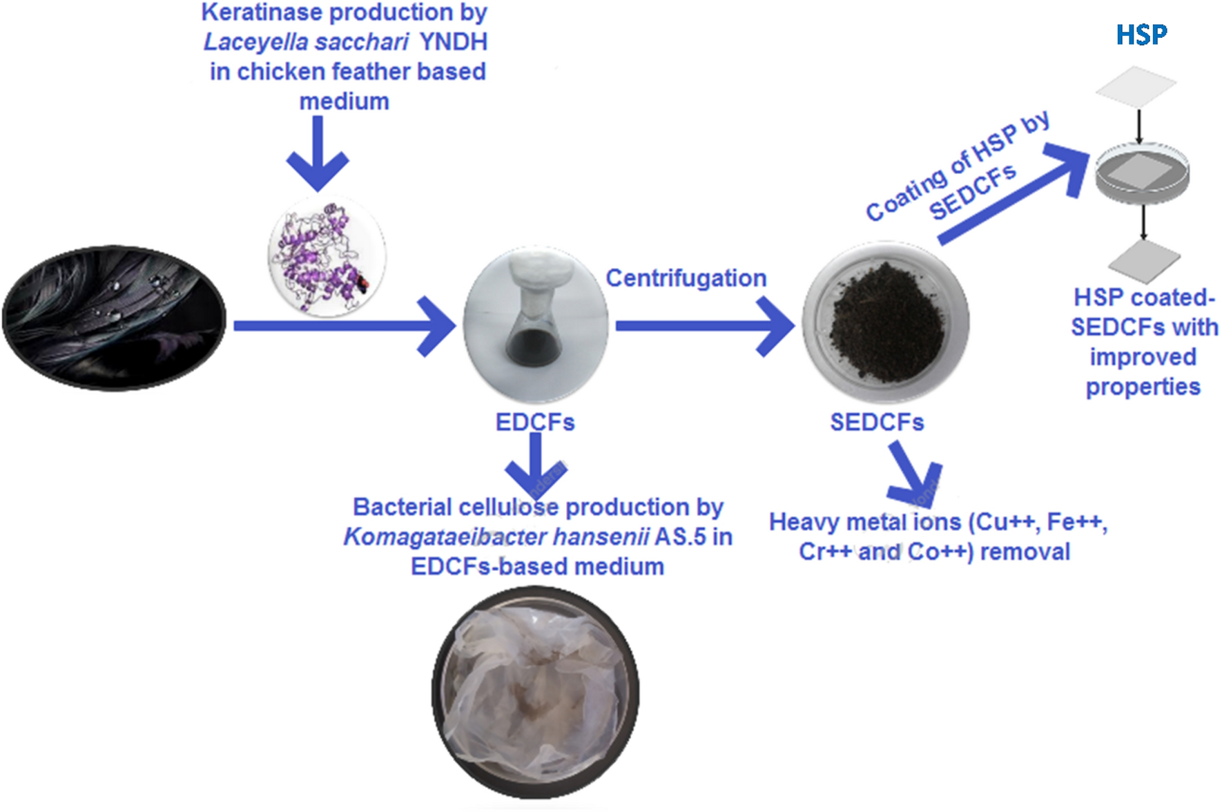 Valorizing food wastes: assessment of novel yeast strains for enhanced  production of single-cell protein from wasted date molasses