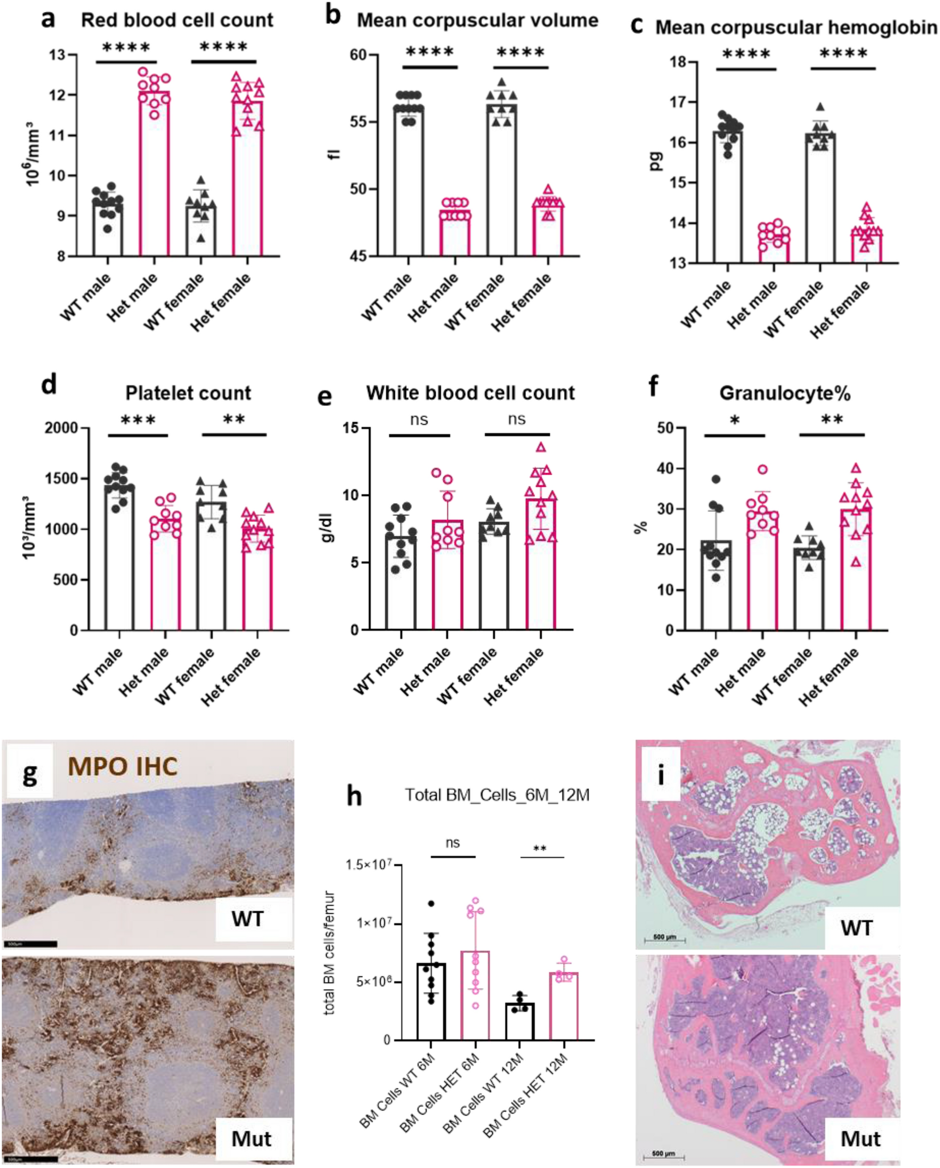 New C3H KitN824K/WT cancer mouse model develops late-onset malignant  mammary tumors with high penetrance | Scientific Reports