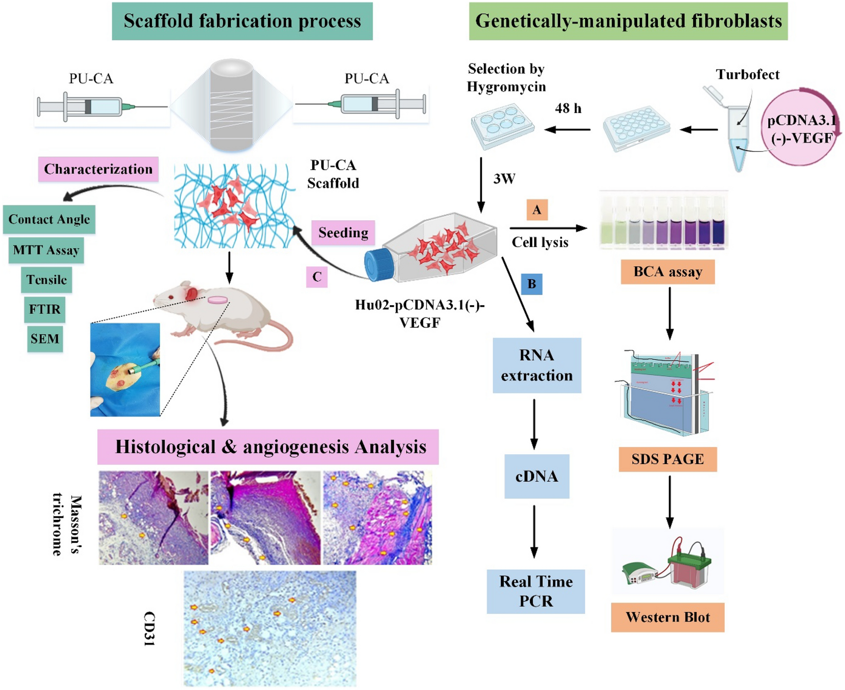 Overexpression of VEGF in dermal fibroblast cells accelerates the  angiogenesis and wound healing function: in vitro and in vivo studies |  Scientific Reports