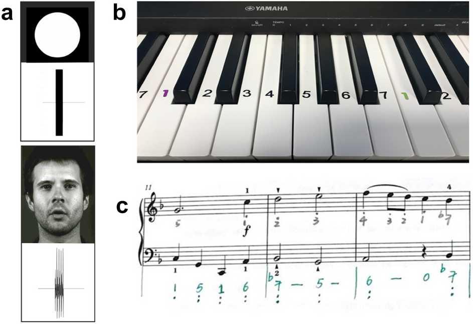An RCT study showing few weeks of music lessons enhance audio-visual  temporal processing | Scientific Reports