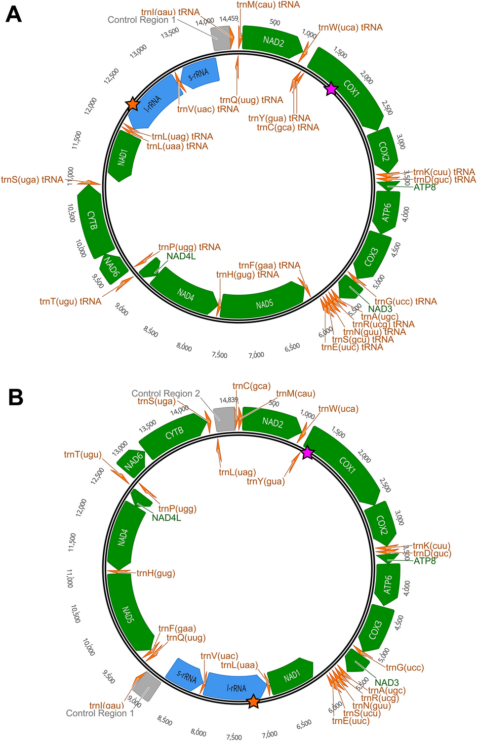 Amplification and sequencing of entire tick mitochondrial genomes for a  phylogenomic analysis | Scientific Reports
