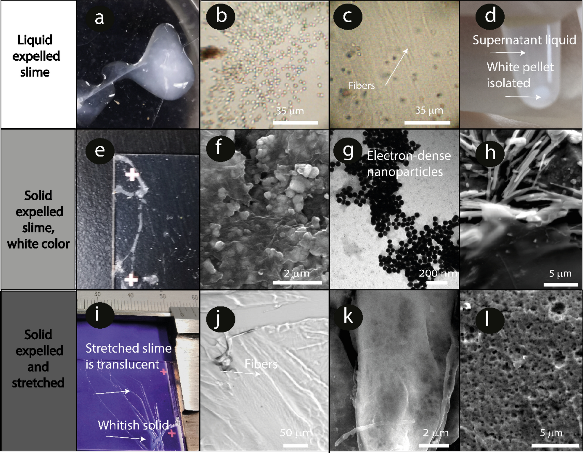 Encapsulated salts in velvet worm slime drive its hardening