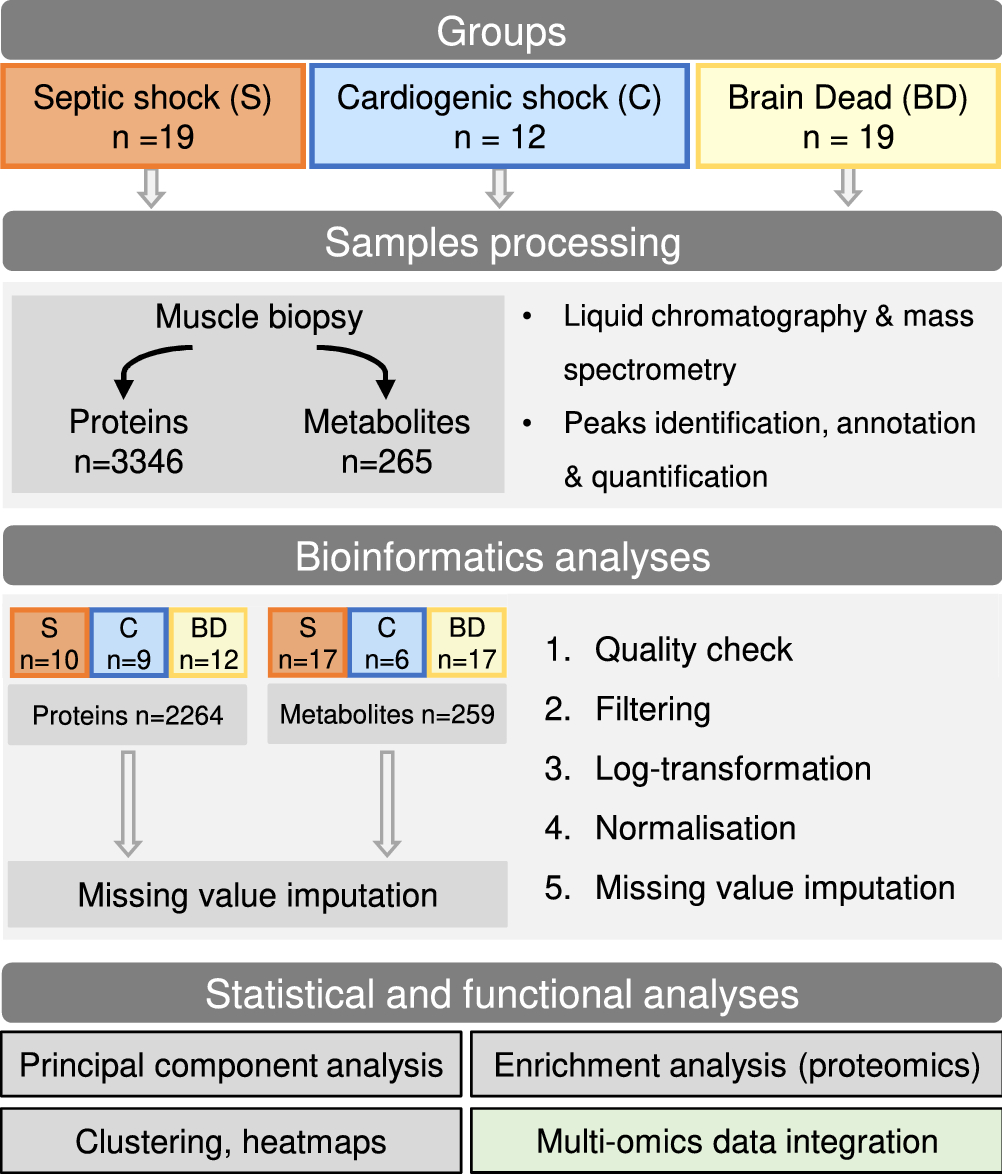 Using a multiomics approach to unravel a septic shock specific signature in  skeletal muscle | Scientific Reports