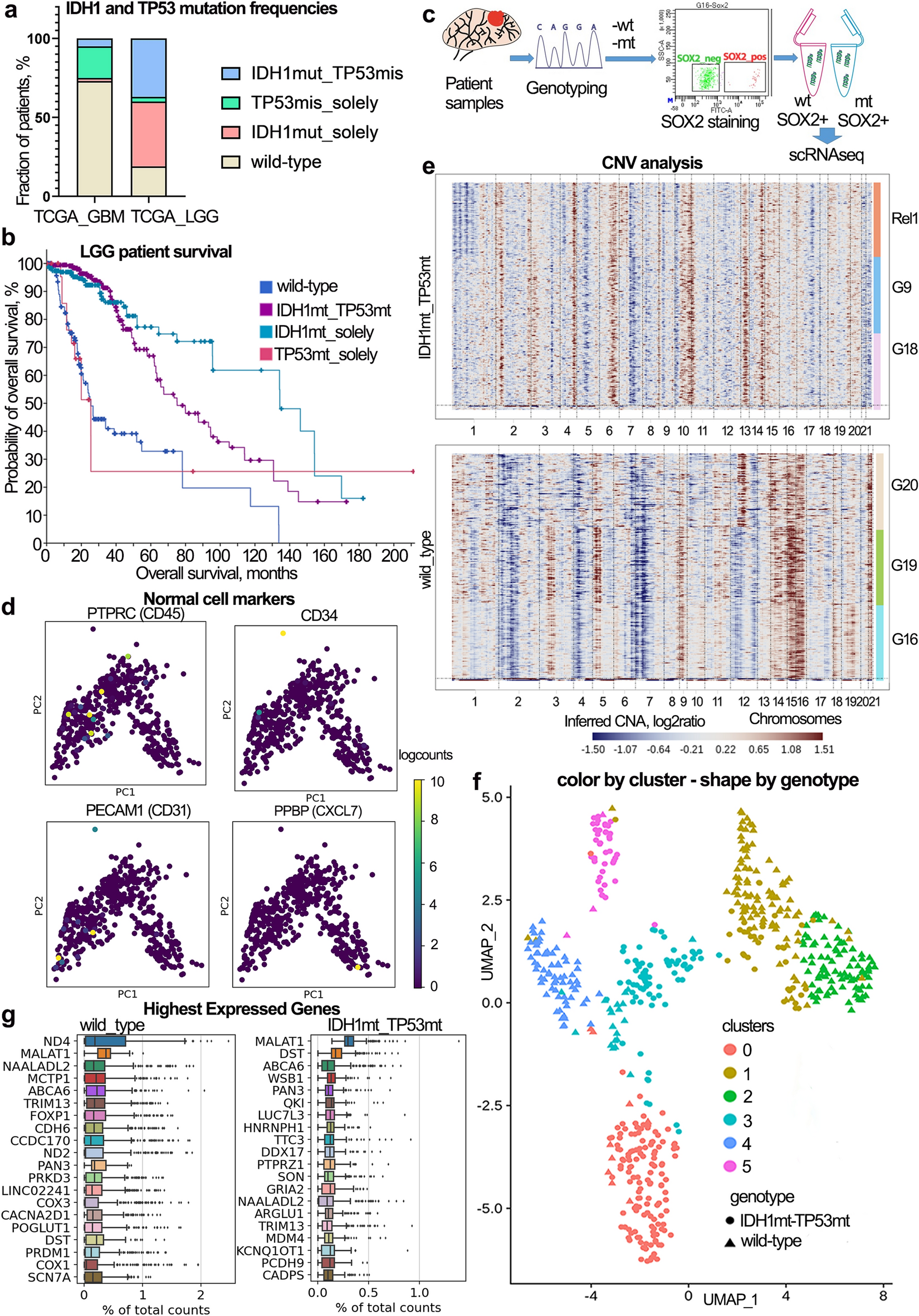 Single-nucleus transcriptomics of IDH1- and TP53-mutant glioma stem cells  displays diversified commitment on invasive cancer progenitors | Scientific  Reports
