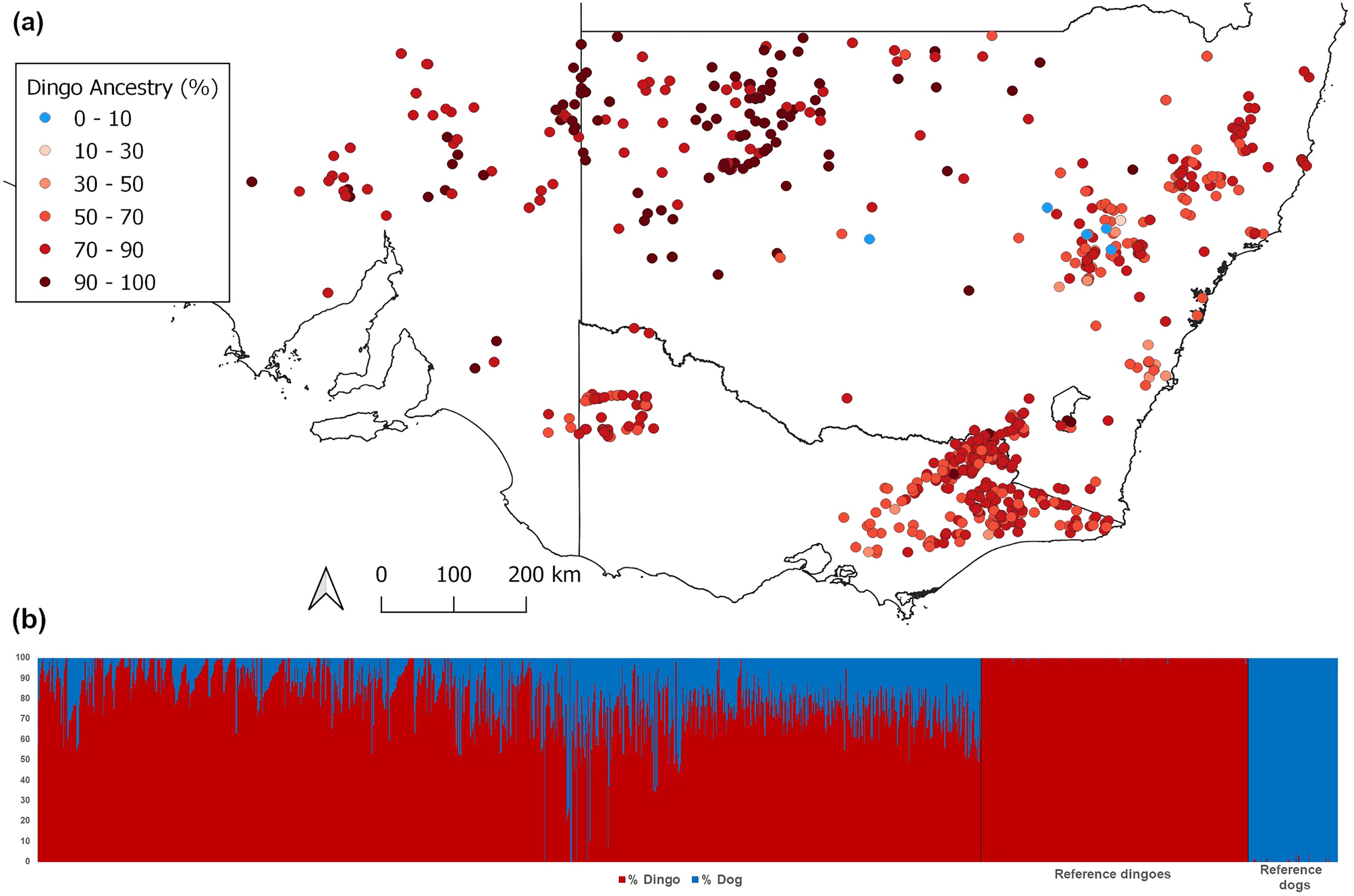 Dingo DNA study shows most of the Victorian dingoes are pure bred