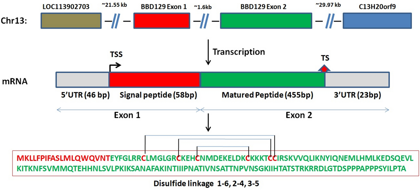Analysis of amplification and association polymorphisms in the bovine beta-defensin  129 (BBD129) gene revealed its function in bull fertility | Scientific  Reports