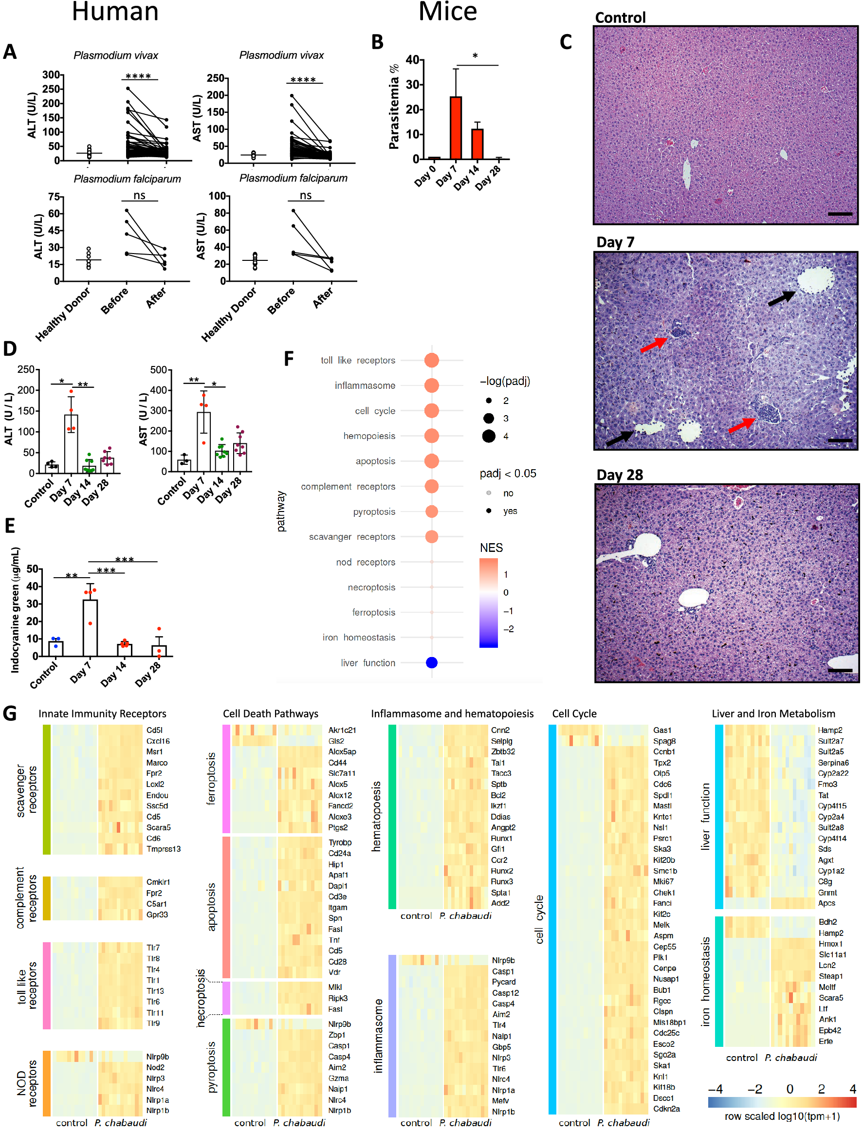 Uptake of Plasmodium chabaudi hemozoin drives Kupffer cell death and fuels  superinfections | Scientific Reports