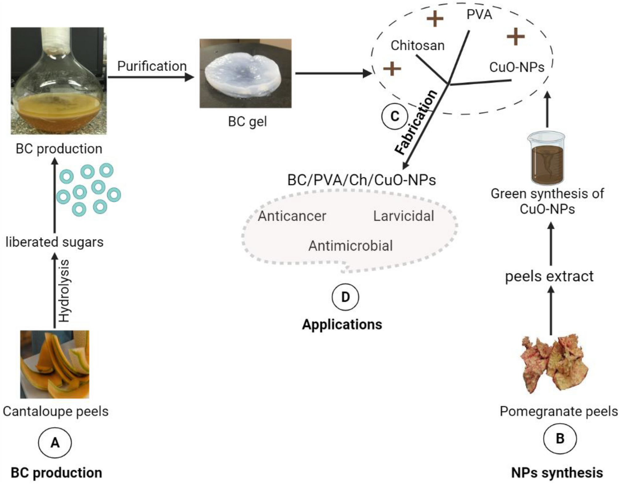 Exploitation of cantaloupe peels for bacterial cellulose production and functionalization with green synthesized Copper oxide nanoparticles for diverse biological applications Scientific Reports picture