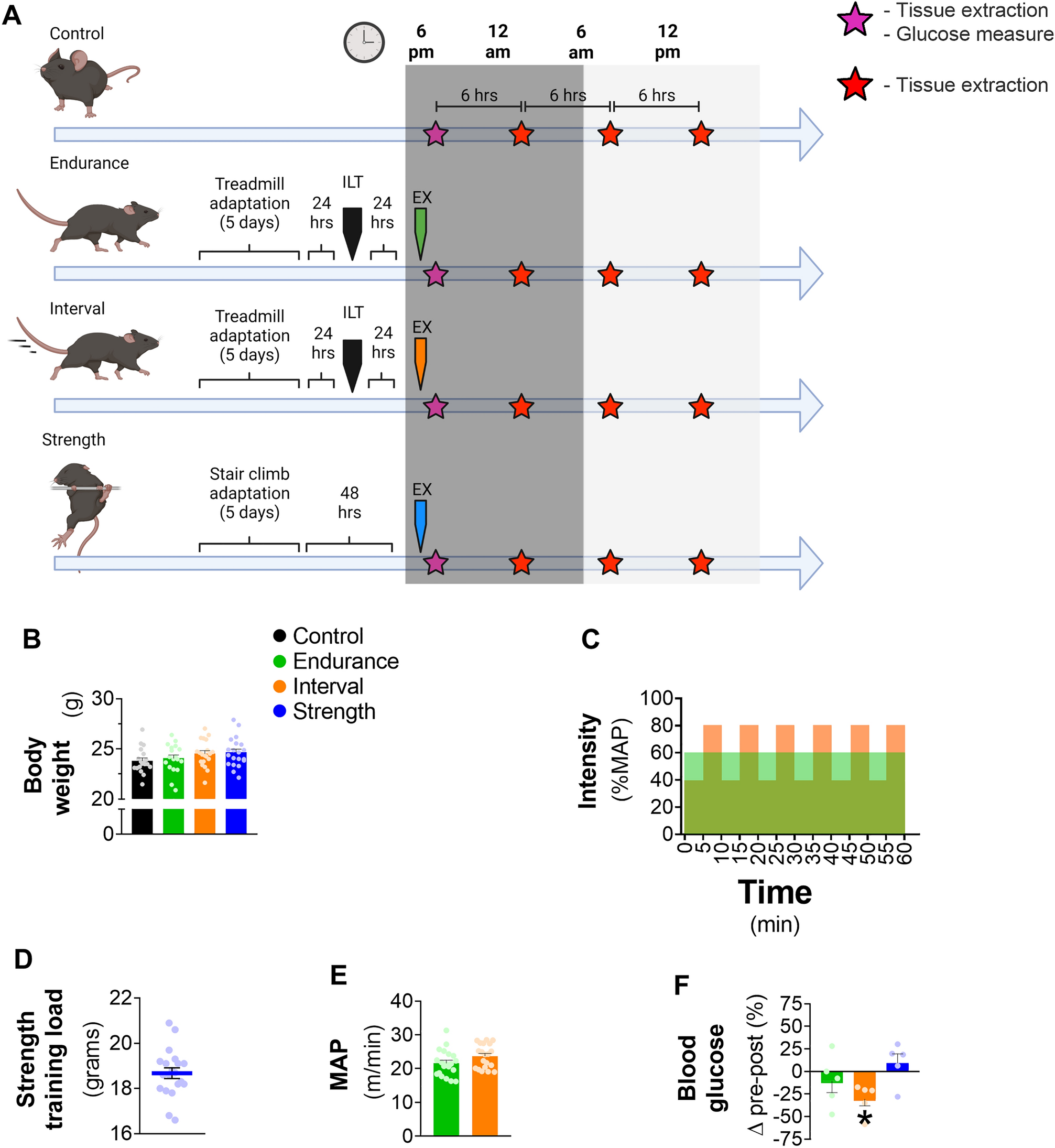 Exercise alters the circadian rhythm of REV-ERB-α and  