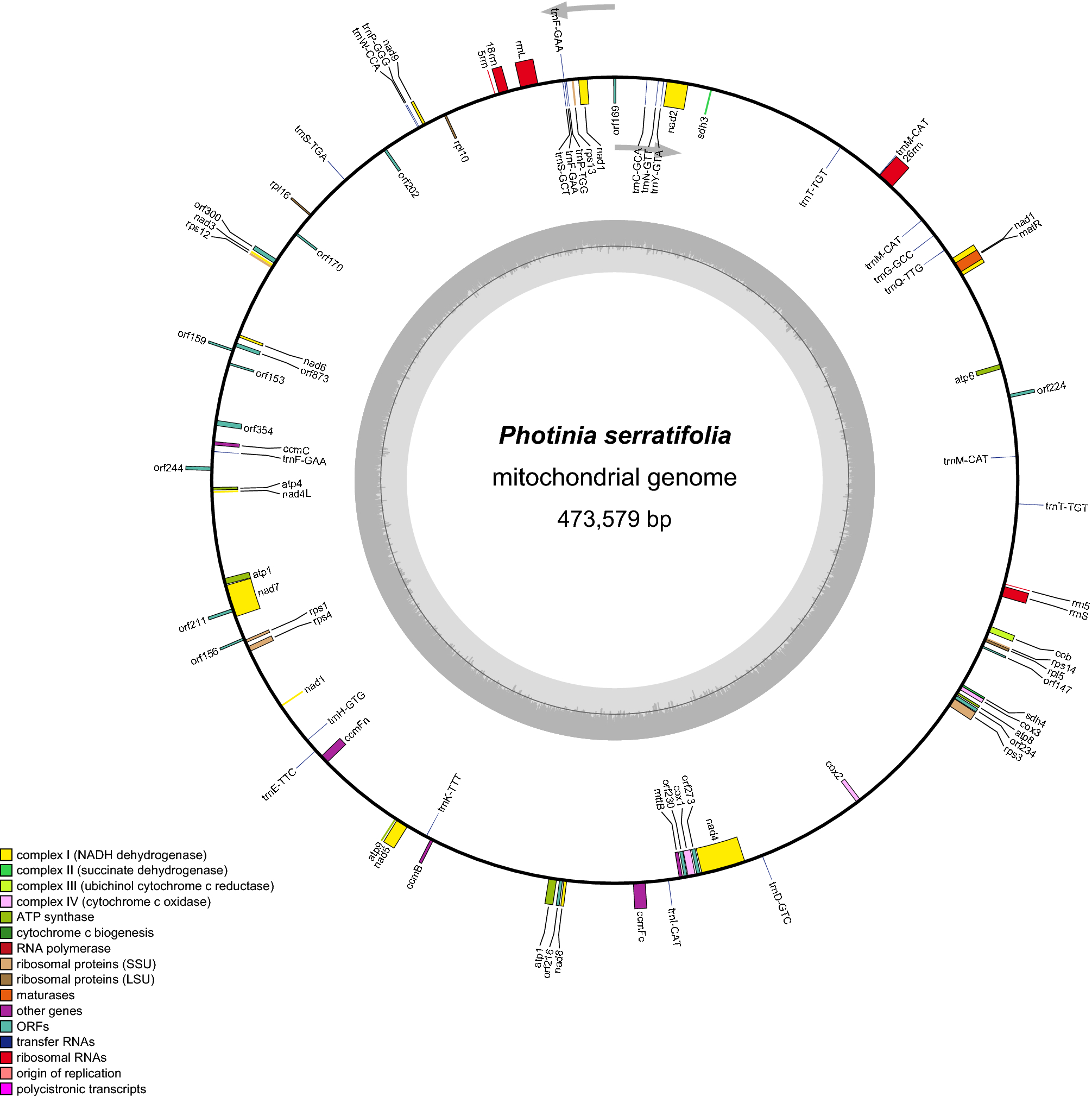 Schematic phylogenetic relationships of mitochondria and