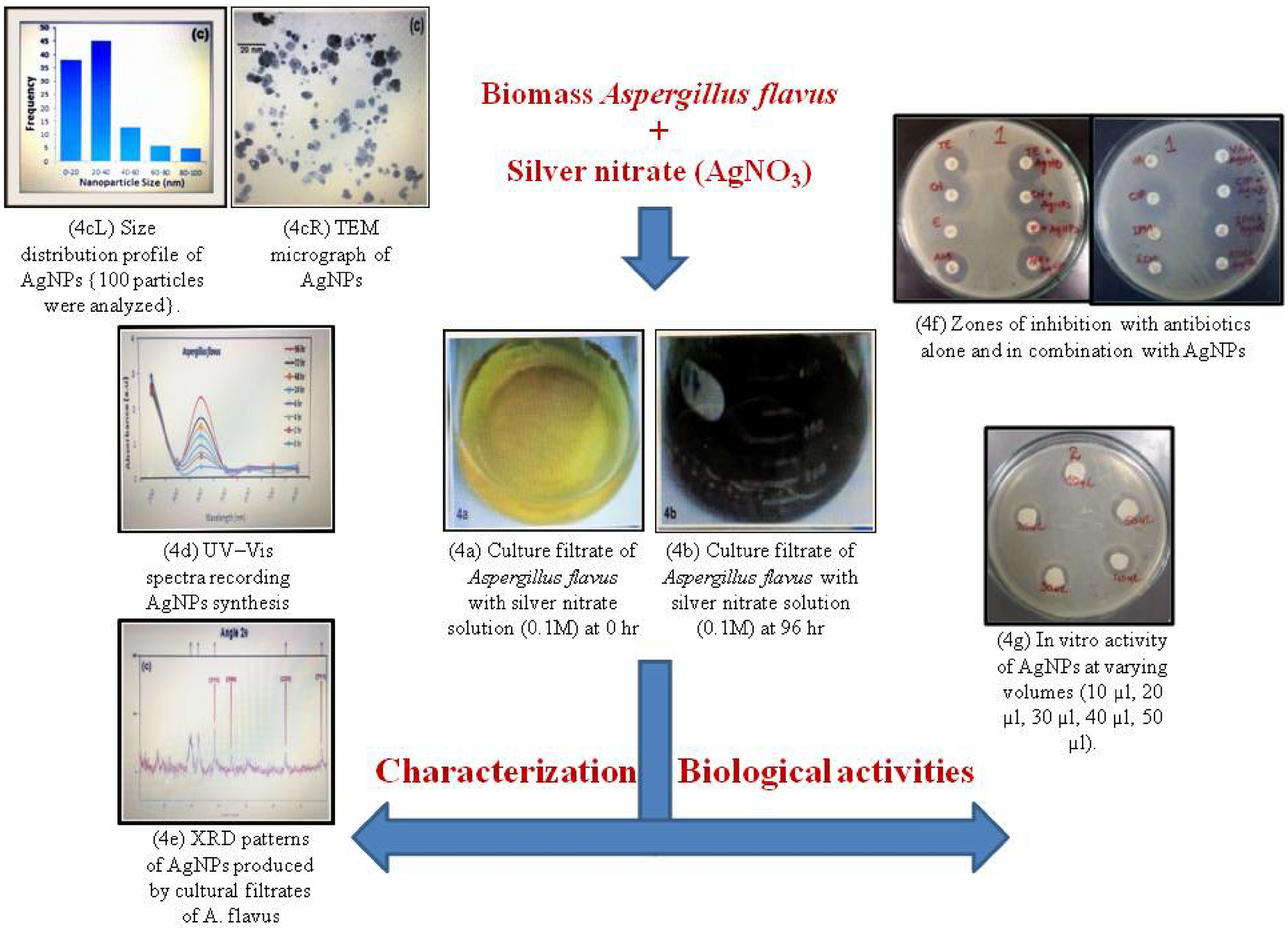 Binding Force and Site-Determined Desorption and Fragmentation of  Antibiotic Resistance Genes from Metallic Nanomaterials