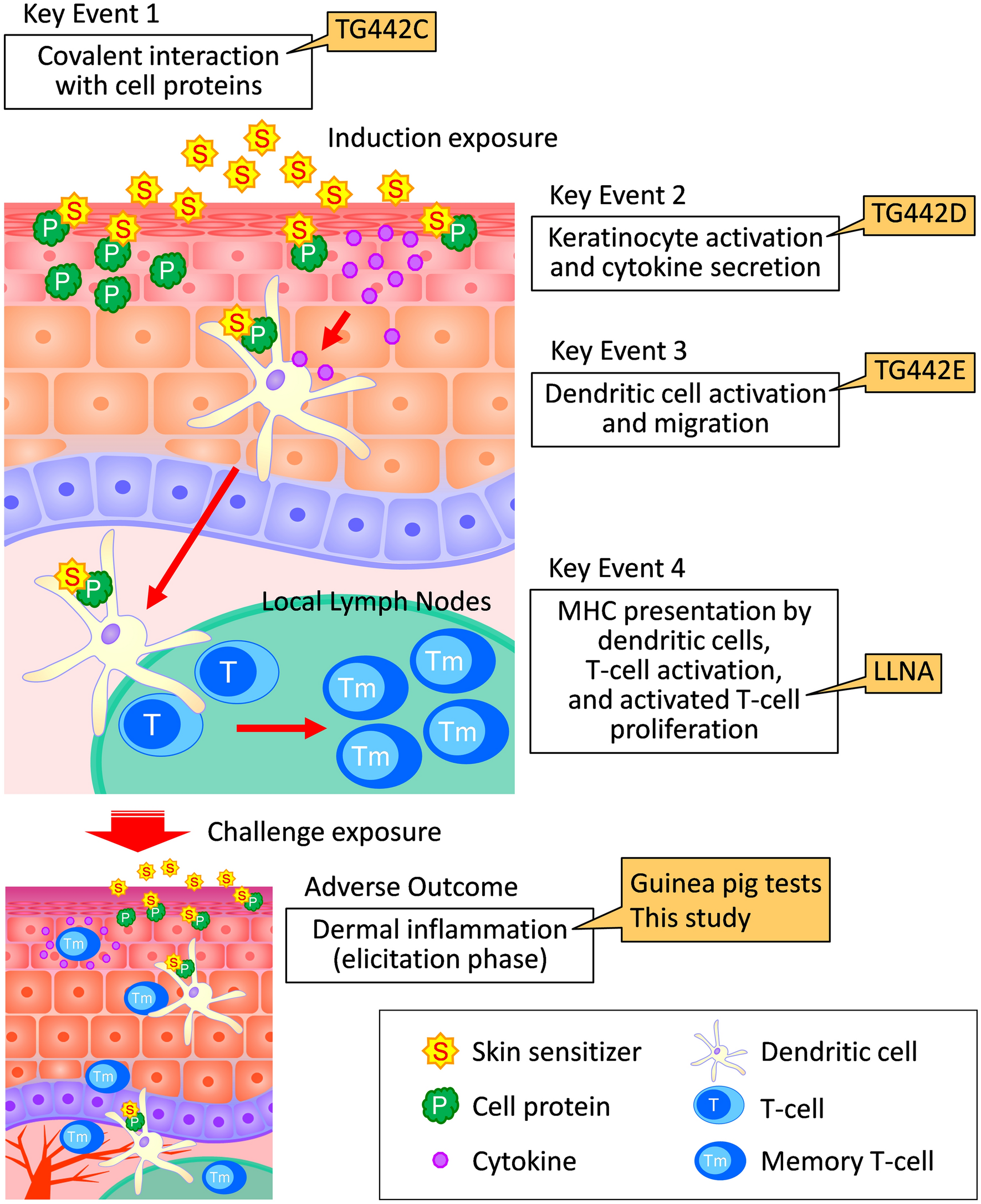 MycoScience - Sensitivities Testing Alternatives In Guinea Pigs For Medical  Devices & Implants