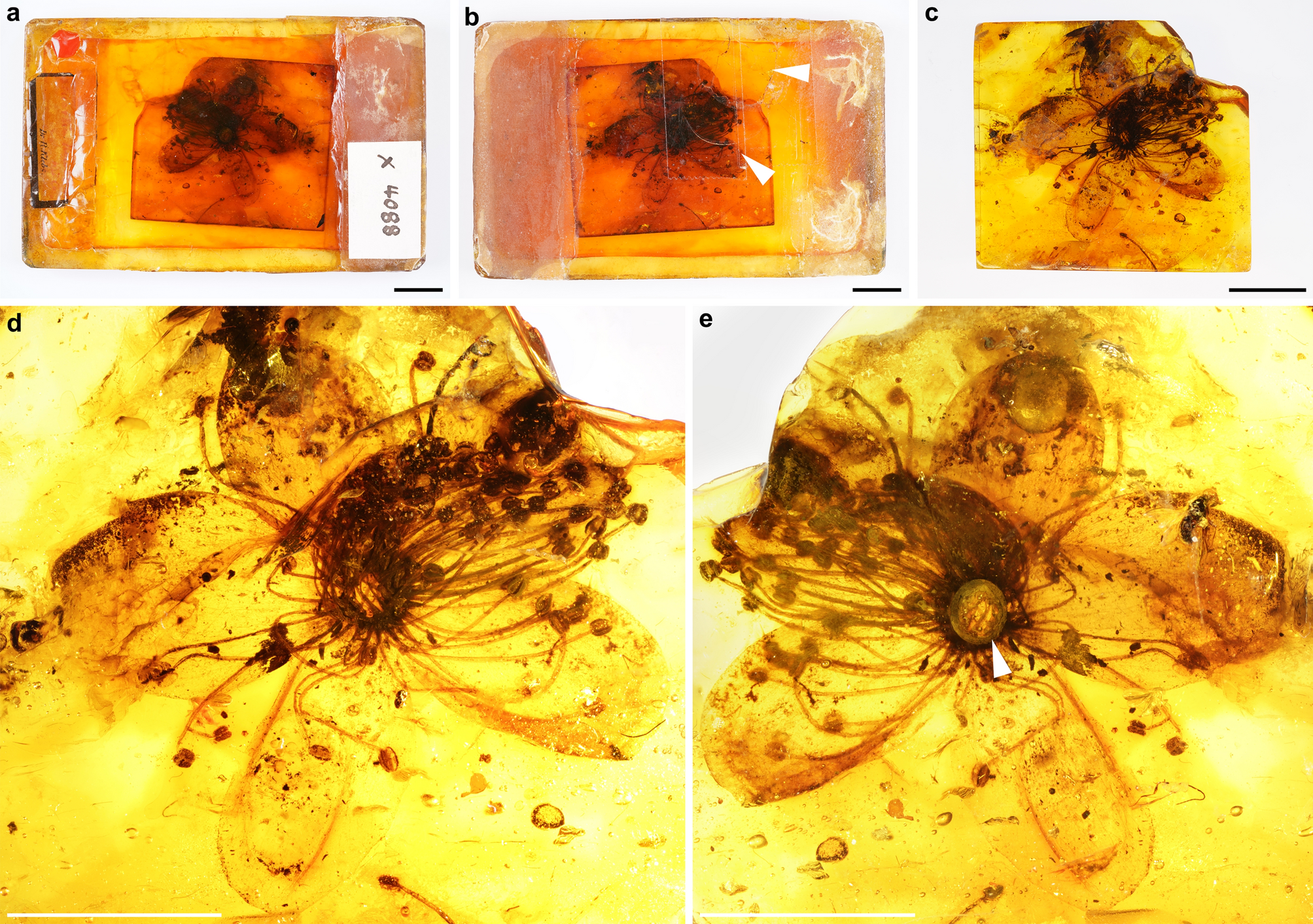 The largest amber-preserved flower revisited