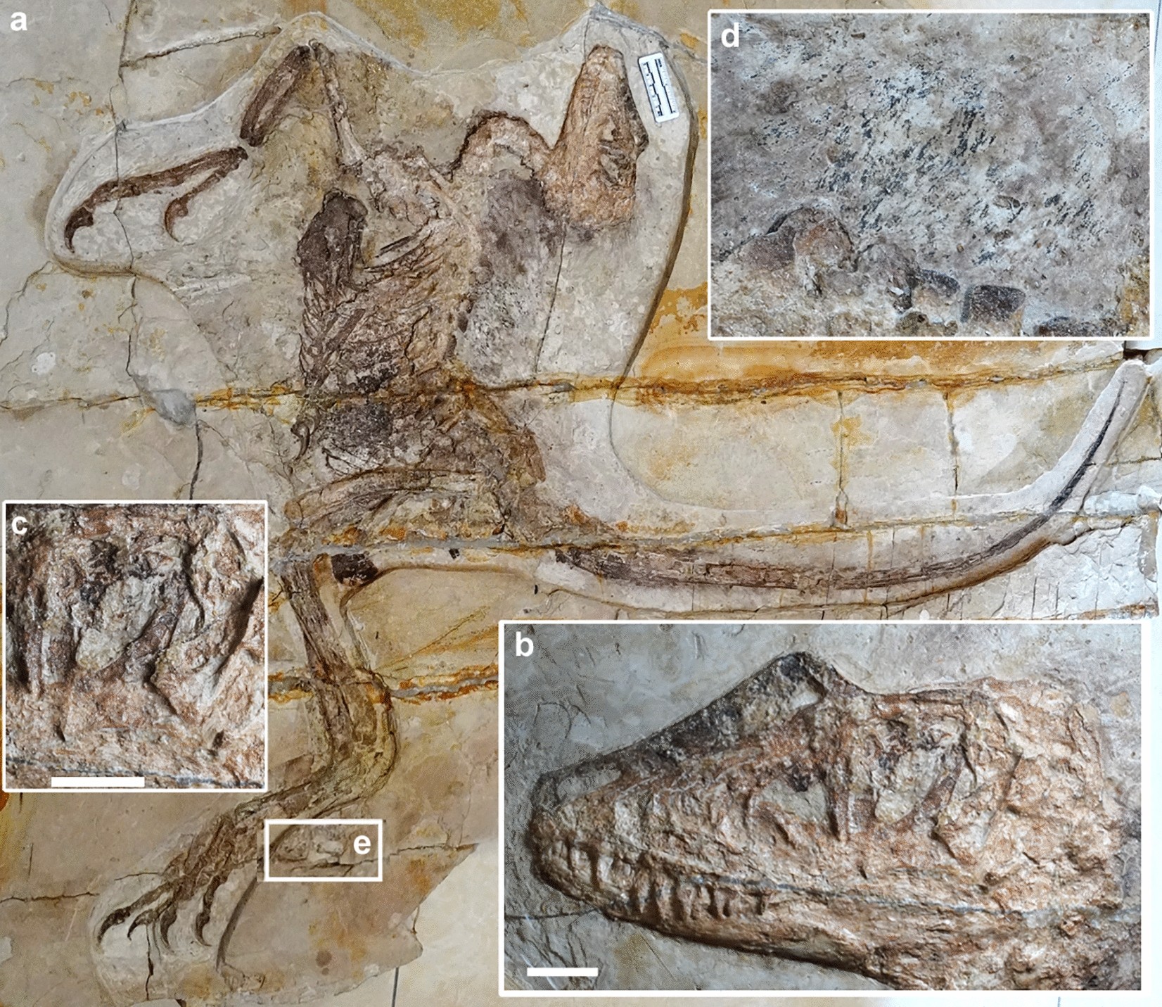 Reconstruction of a feathered Deinonychus antirrhopus. The morphology