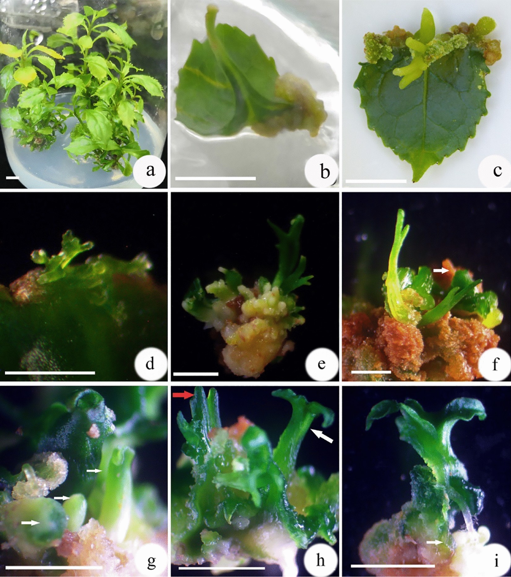 Shoot organogenesis embryogenesis from and petiole explants of endangered Euryodendron excelsum | Scientific