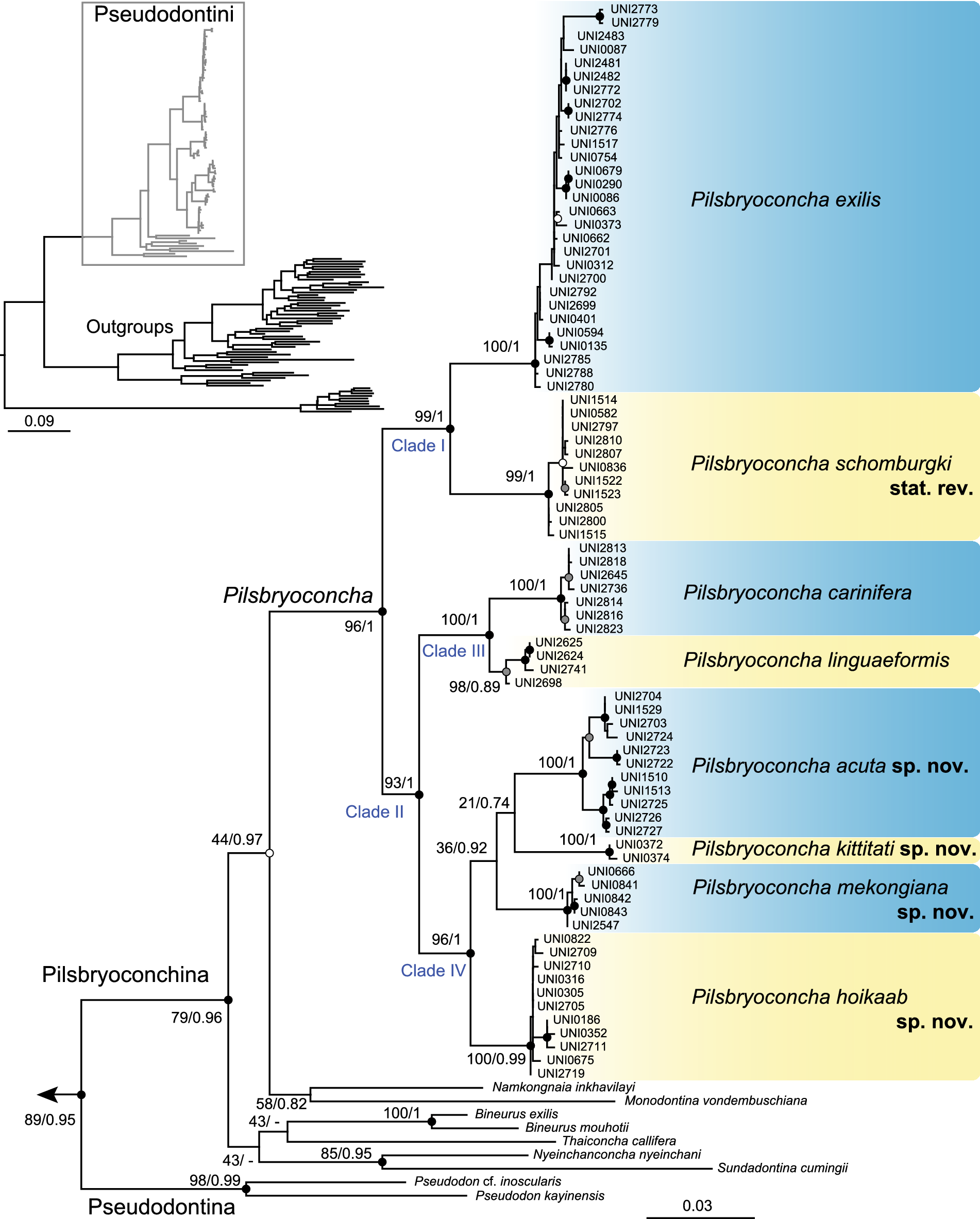 Phylogeny and biogeography of Indochinese freshwater mussels in the genus  Pilsbryoconcha Simpson, 1900 (Bivalvia: Unionidae) with descriptions of  four new species | Scientific Reports