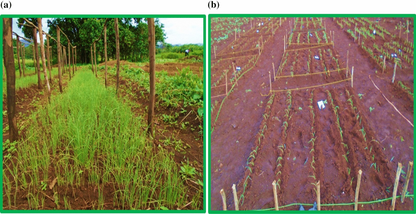 PDF) Effects of the size of sown seed on growth and yield of