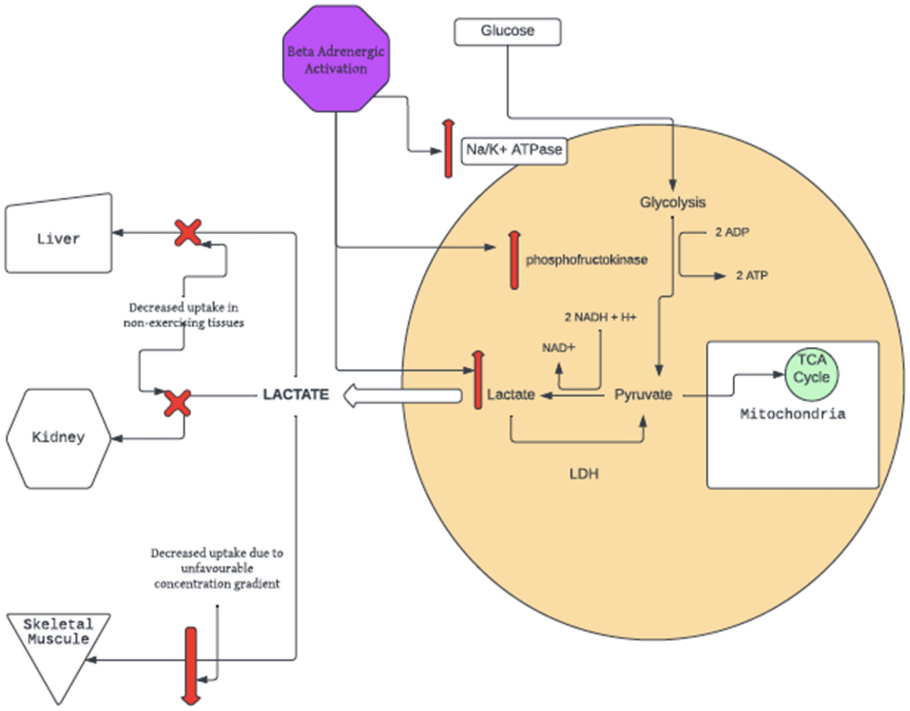 Premorbid beta blockade in sepsis is associated with a lower risk of a  lactate concentration above the lactate threshold, a retrospective cohort  study | Scientific Reports