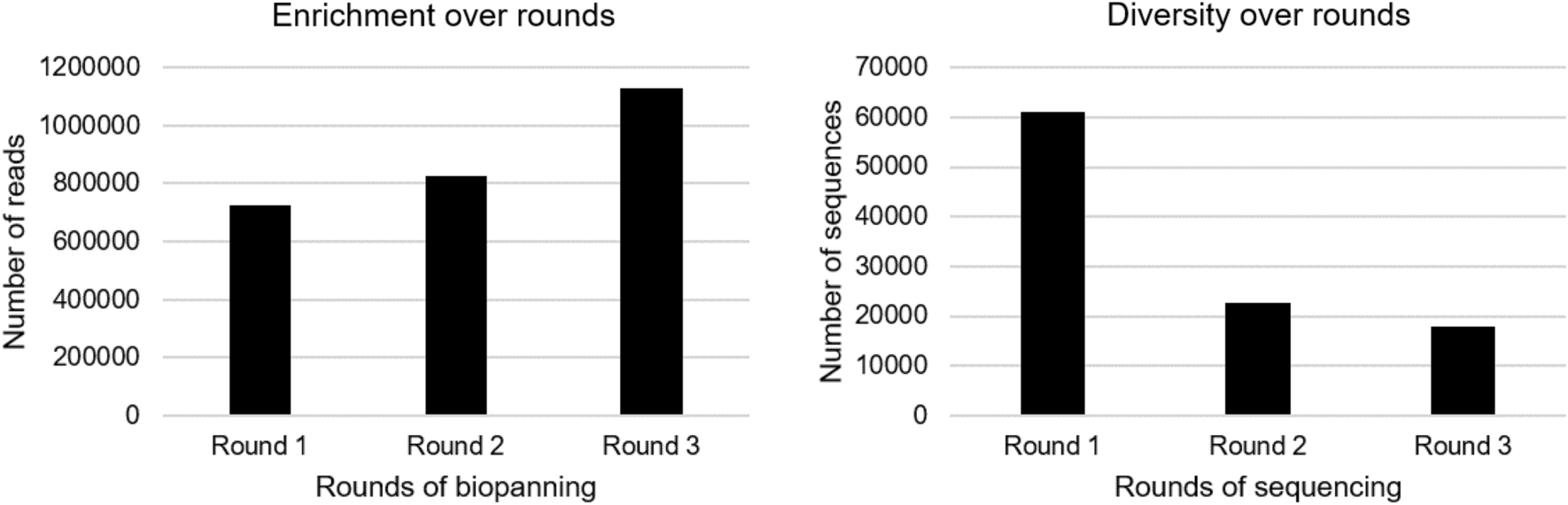 Identification of a novel peptide ligand for the cancer-specific receptor  mutation EGFRvIII using high-throughput sequencing of phage-selected  peptides