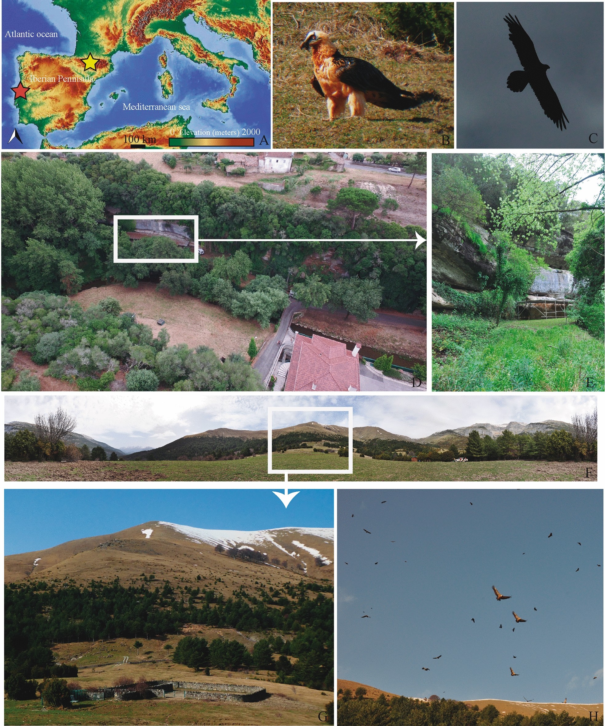 The characterization of bearded vulture (Gypaetus barbatus) coprolites in  the archaeological record | Scientific Reports