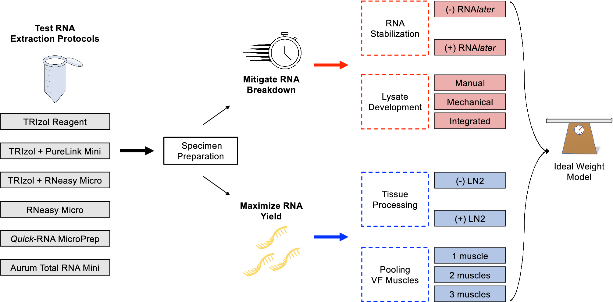 An optimized method for high-quality RNA extraction from distinctive  intrinsic laryngeal muscles in the rat model | Scientific Reports