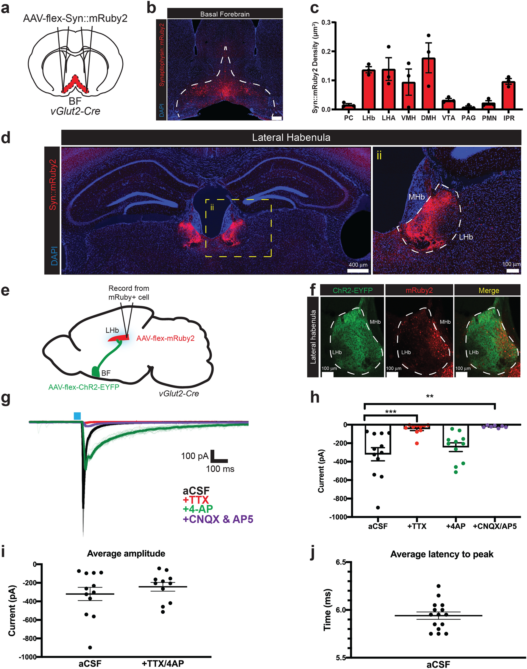 Activation of basal forebrain-to-lateral habenula circuitry drives  reflexive aversion and suppresses feeding behavior
