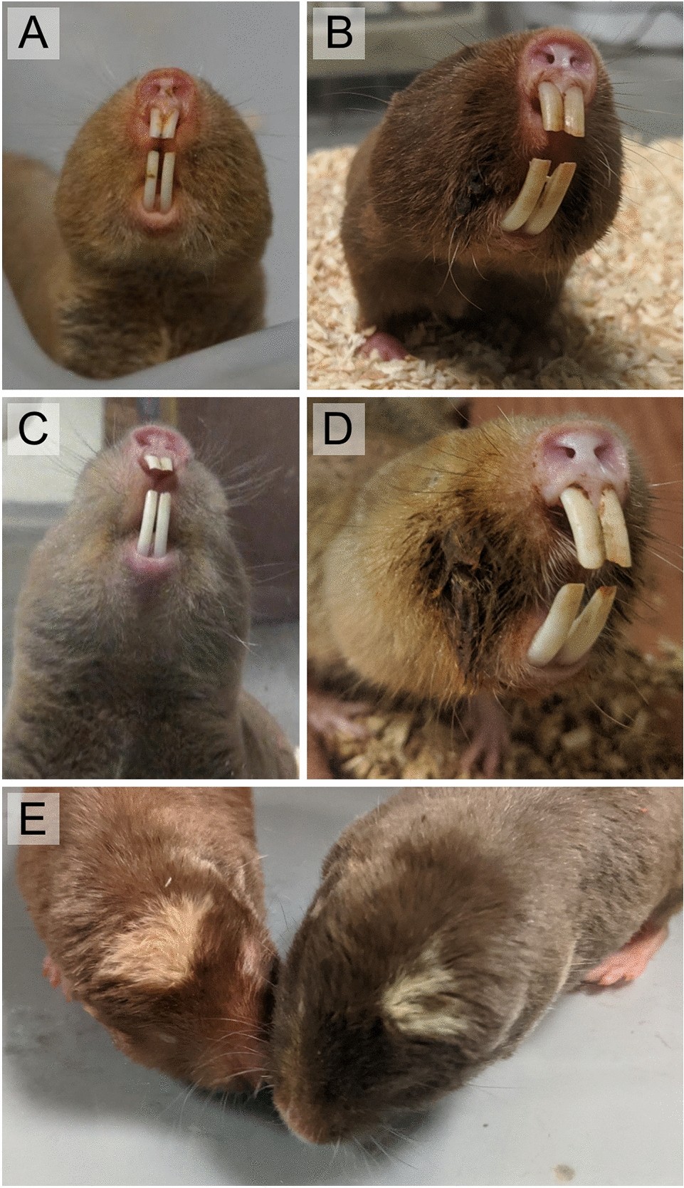 Perioral secretions enable complex social signaling in African mole-rats  (genus Fukomys) | Scientific Reports
