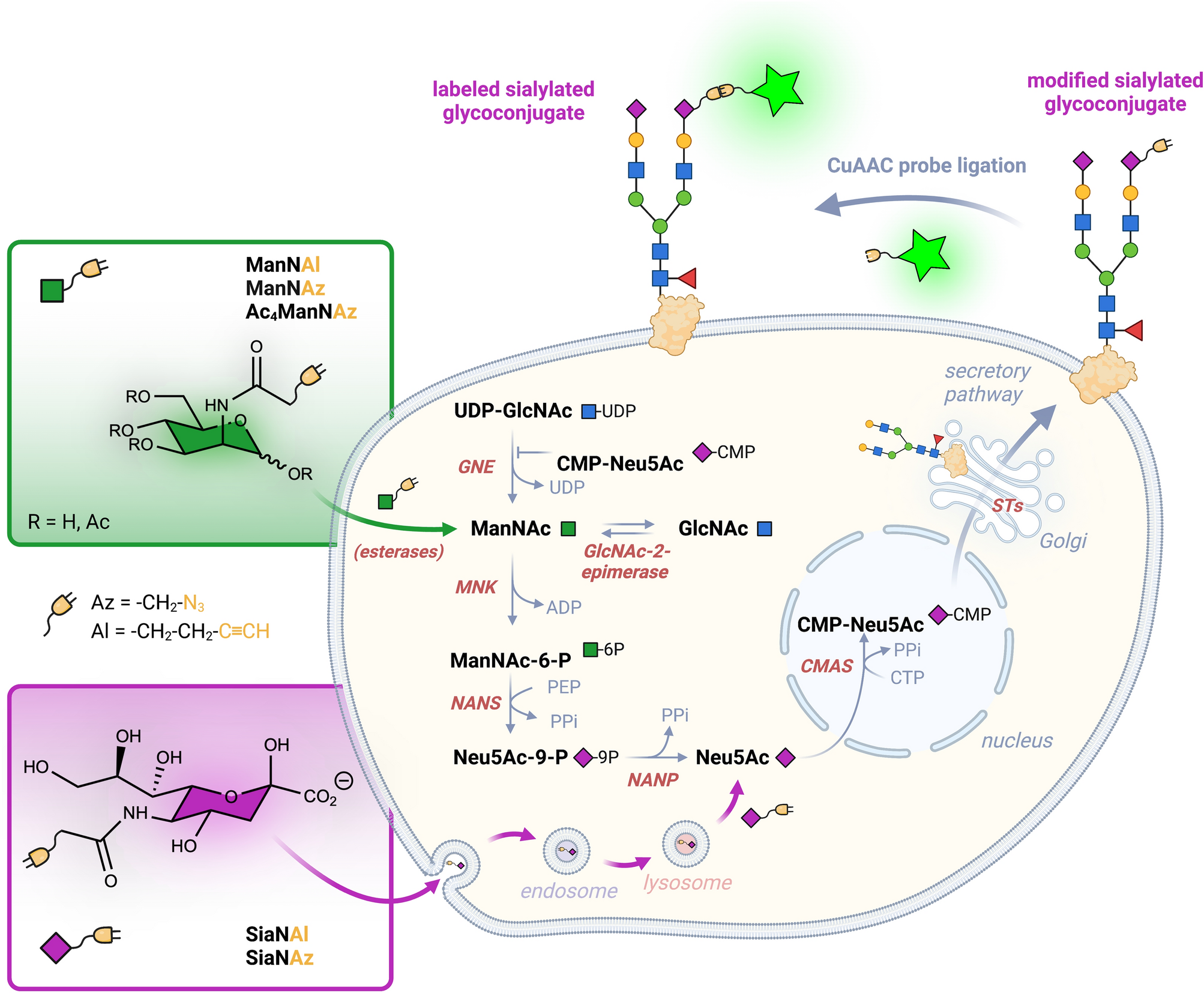 Switching azide and alkyne tags on bioorthogonal reporters in metabolic  labeling of sialylated glycoconjugates: a comparative study | Scientific  Reports