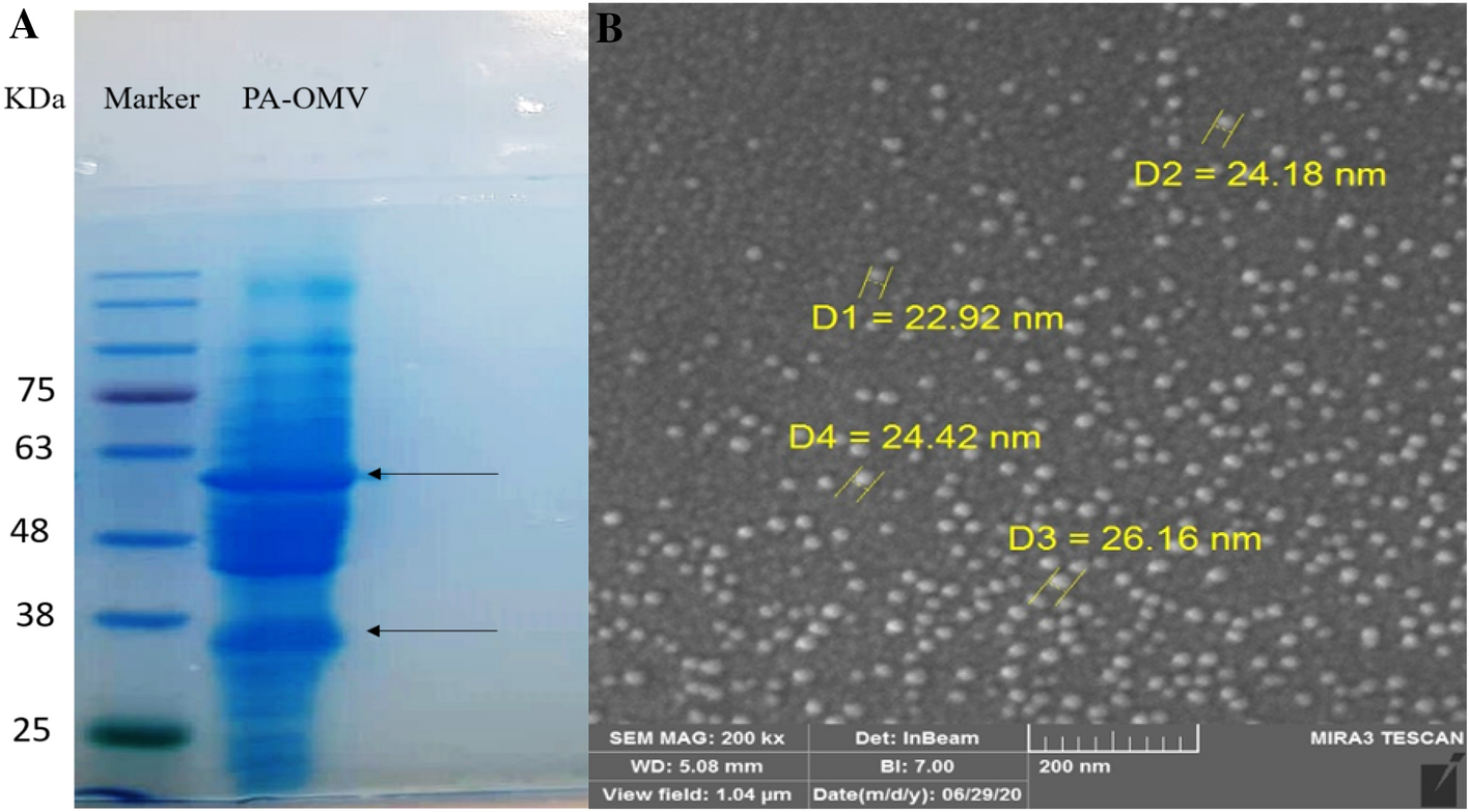 Full article: Intranasal and Intramuscular Immunization with Outer Membrane  Vesicles from Serogroup C Meningococci Induced Functional Antibodies and  Immunologic Memory