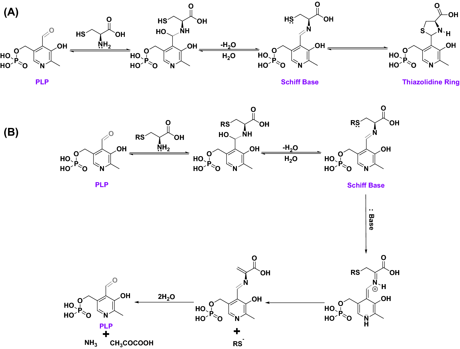 Enzyme-independent catabolism of cysteine with pyridoxal-5′-phosphate |  Scientific Reports
