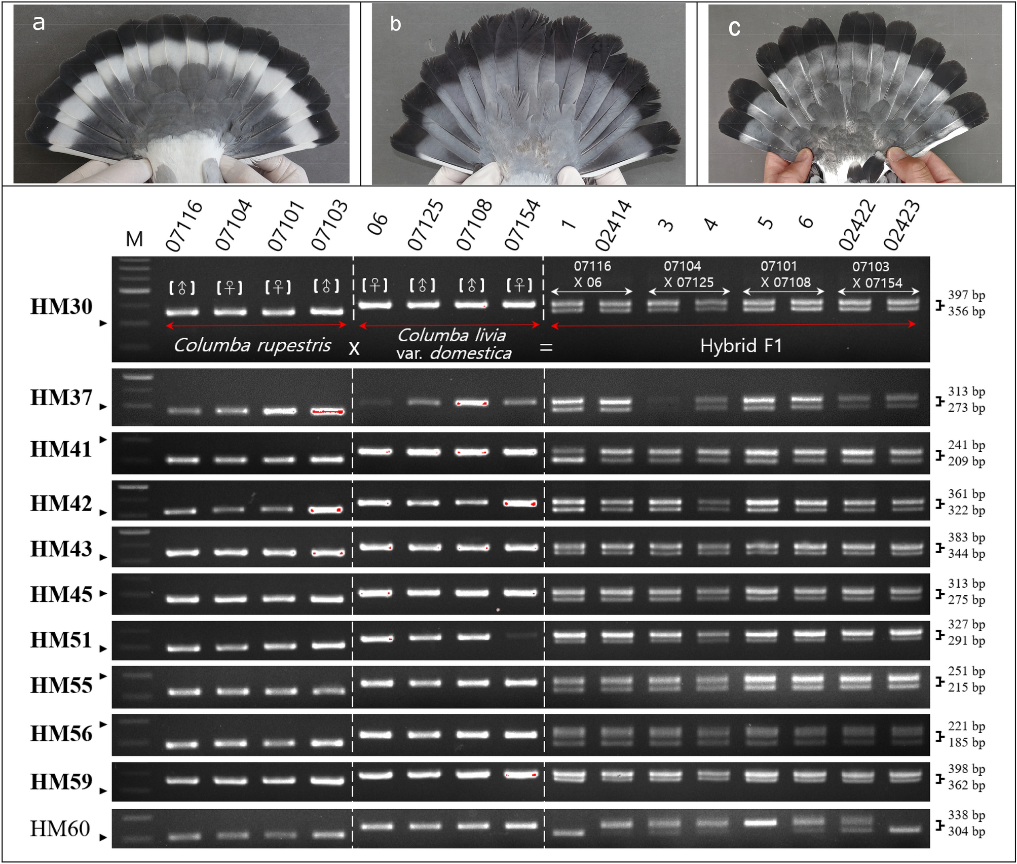 Development of InDel markers for interspecific hybridization between hill pigeons and feral pigeons based on whole-genome re-sequencing Scientific Reports